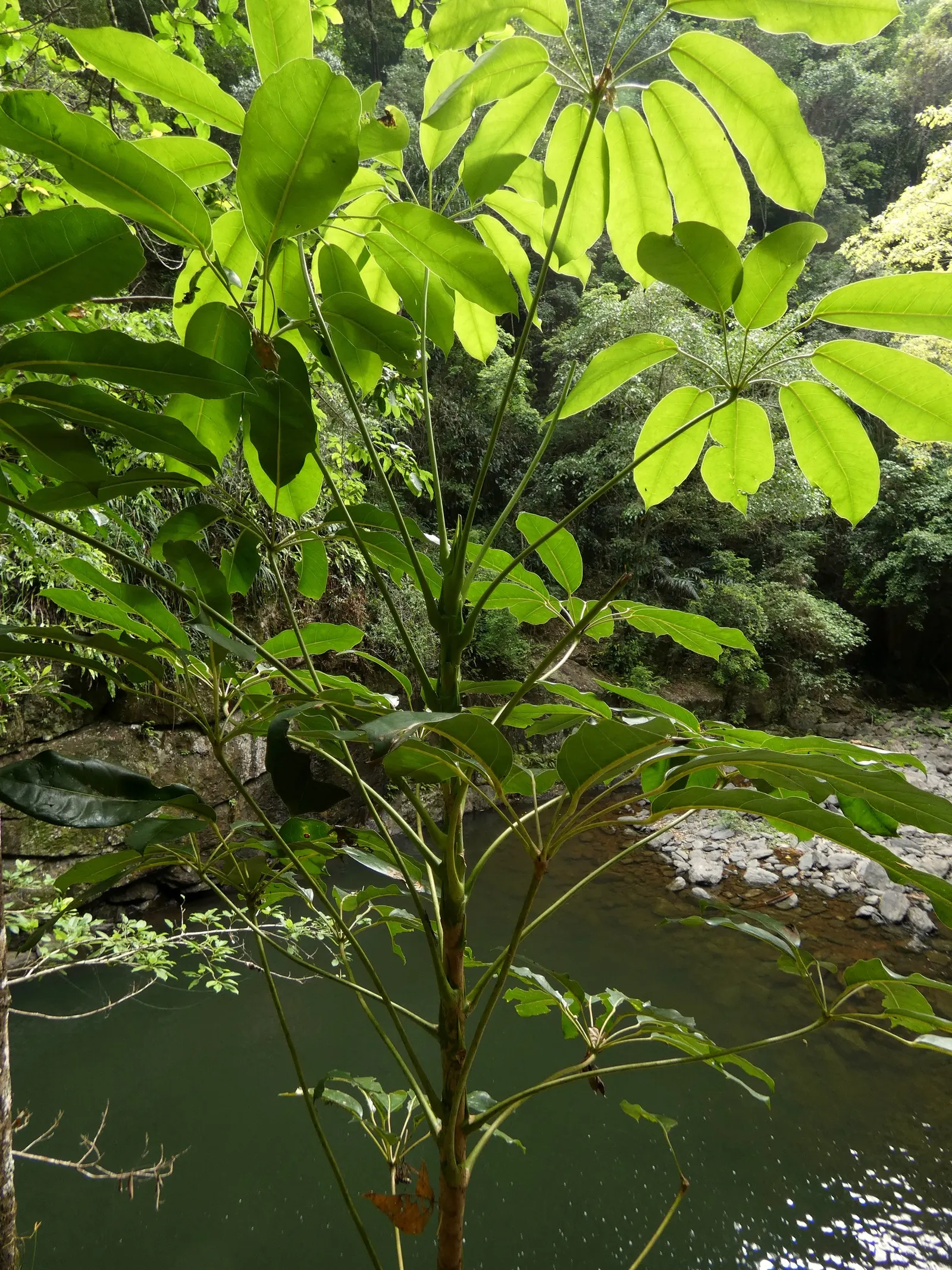 Umbrella Tree (Schefflera Actinophylla) — Its signature feature is the whorled clusters of glossy; palmate leaves that radiate from its central, image 152