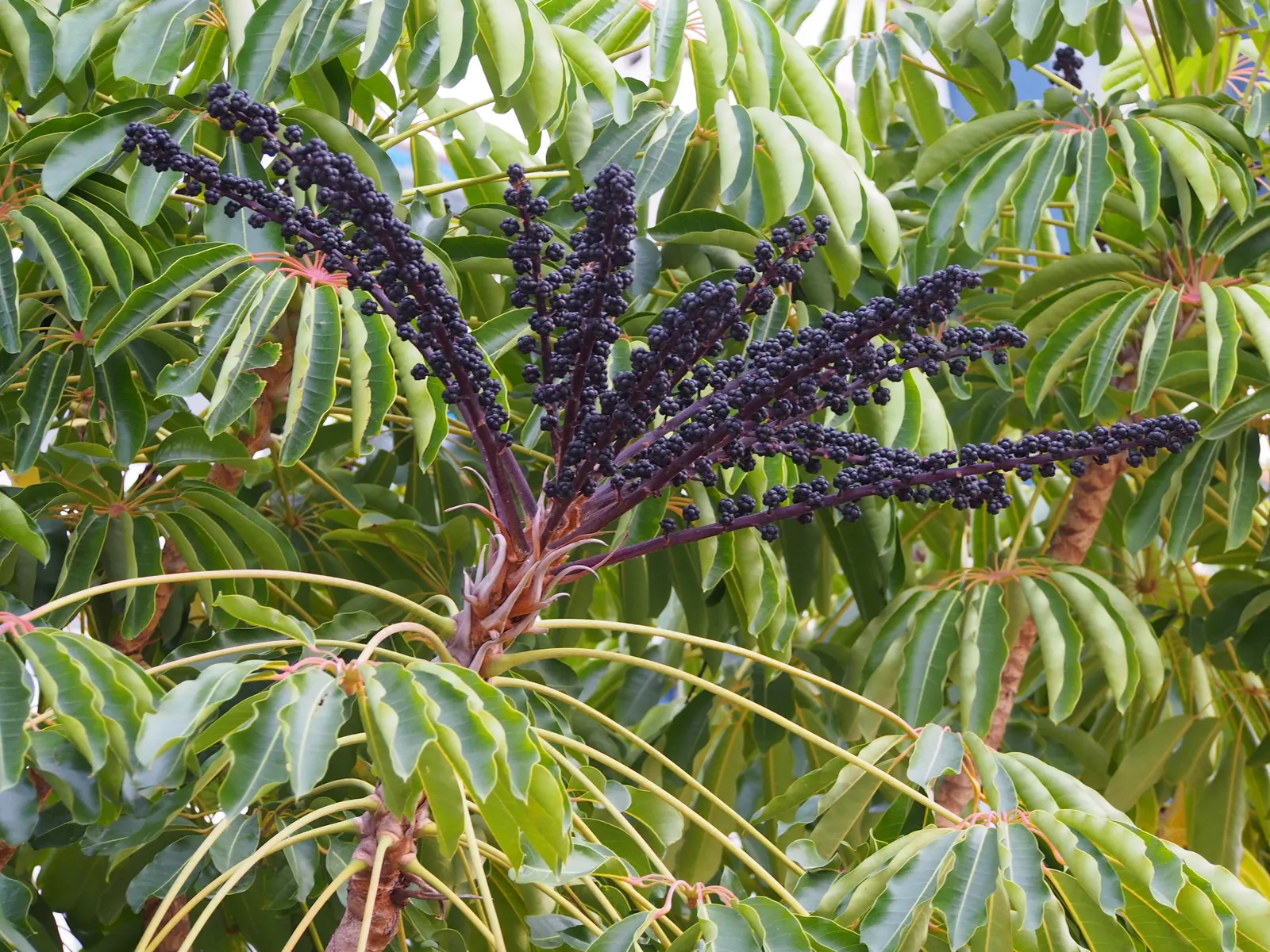 Umbrella Tree (Schefflera Actinophylla) — native to the rainforests of Australia and New Guinea; potentially spanning over 15 feet in width, image 100