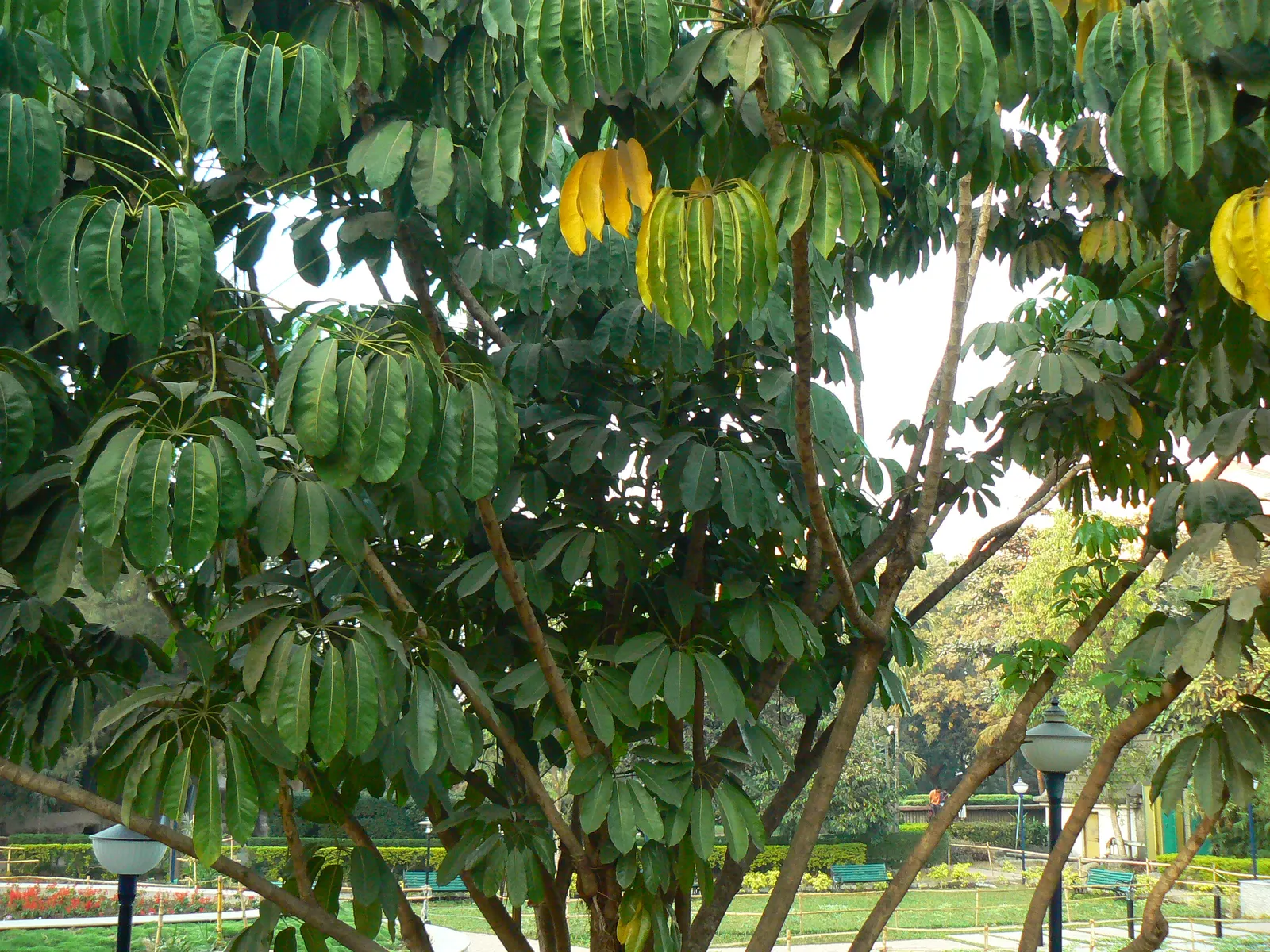 Umbrella Tree (Schefflera Actinophylla) — providing dense foliage coverage; to maintain moist but not waterlogged soil, image 154
