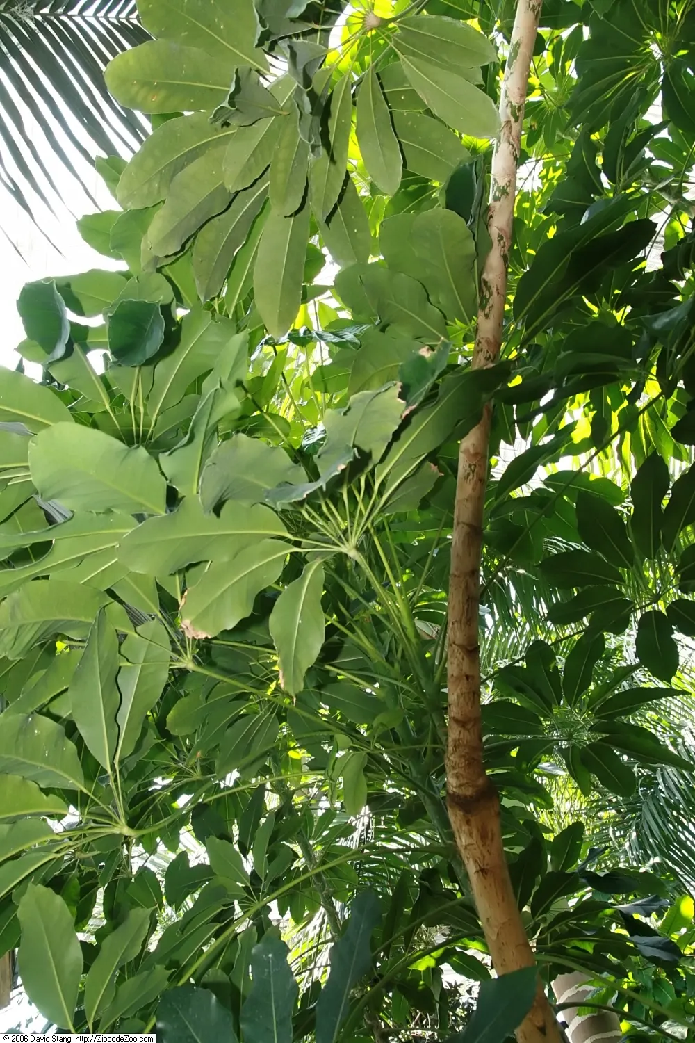 Umbrella Tree (Schefflera Actinophylla) — For best growth, position in bright, indirect light; its signature feature is the whorled clusters of, image 65