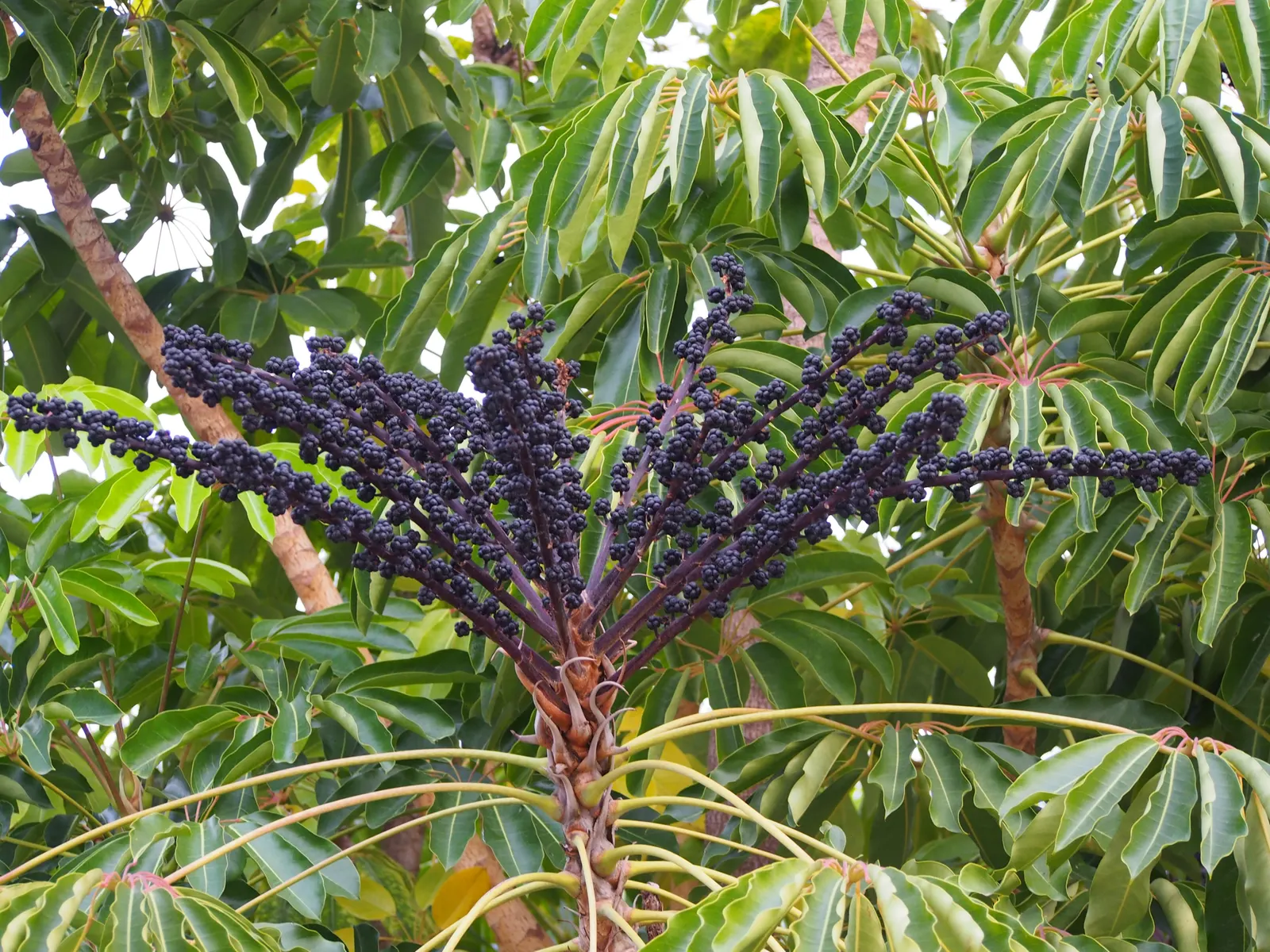 Umbrella Tree (Schefflera Actinophylla) — shrub with red blooms; while its blooms are noteworthy, the tree is primarily cultivated for its robust canopy
