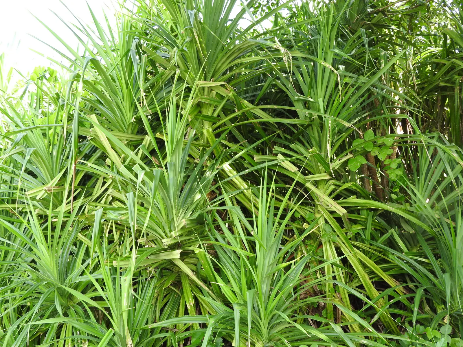 Umbrella Tree (Schefflera Actinophylla) — so caution is advised in gardens with small children and pets.<br><br>For optimal growth