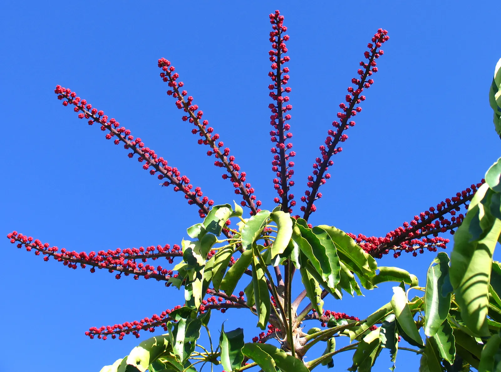 Umbrella Tree (Schefflera Actinophylla) — The Umbrella Tree can serve as a standalone specimen or be grouped to fashion a lush, exotic screen, image 147