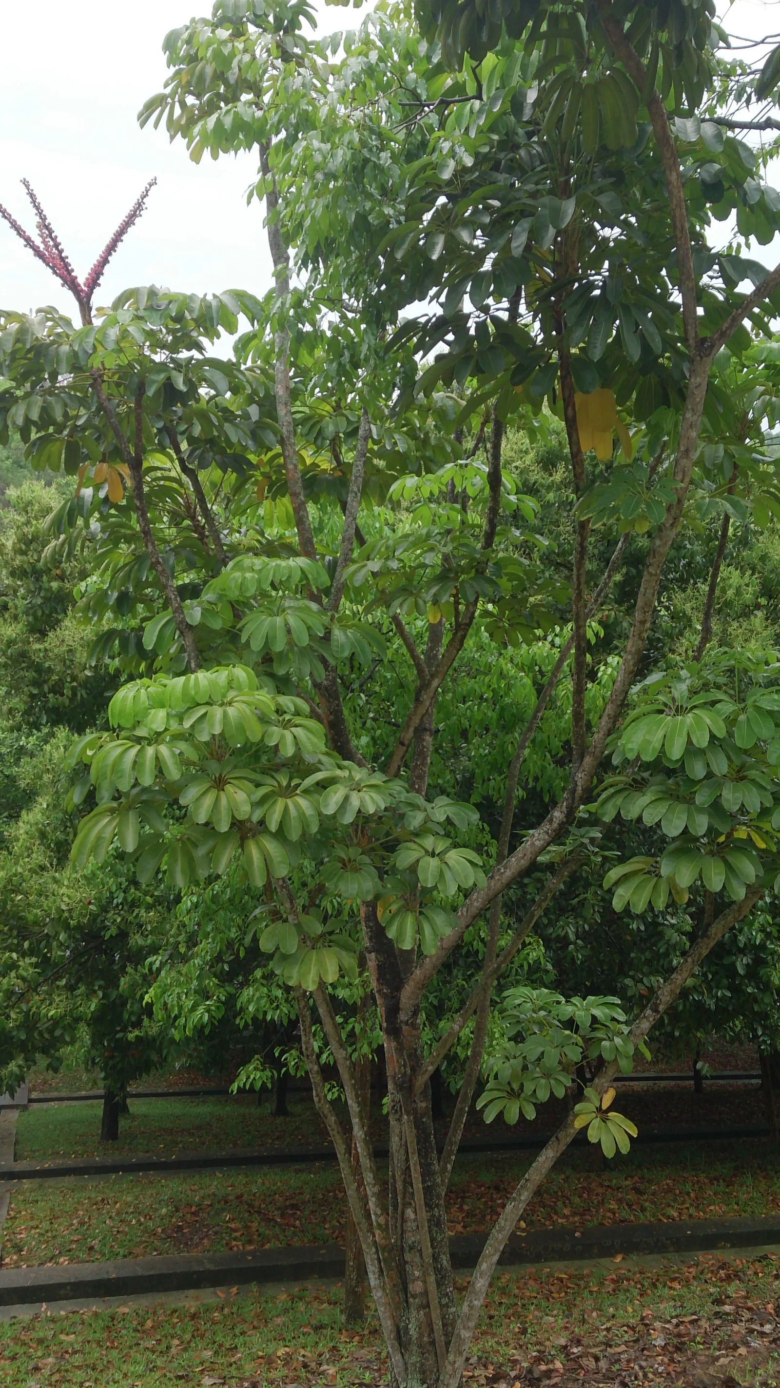 Umbrella Tree (Schefflera Actinophylla) — shrub for full or half or shade; the Umbrella Tree can serve as a standalone specimen or be grouped to fashion a