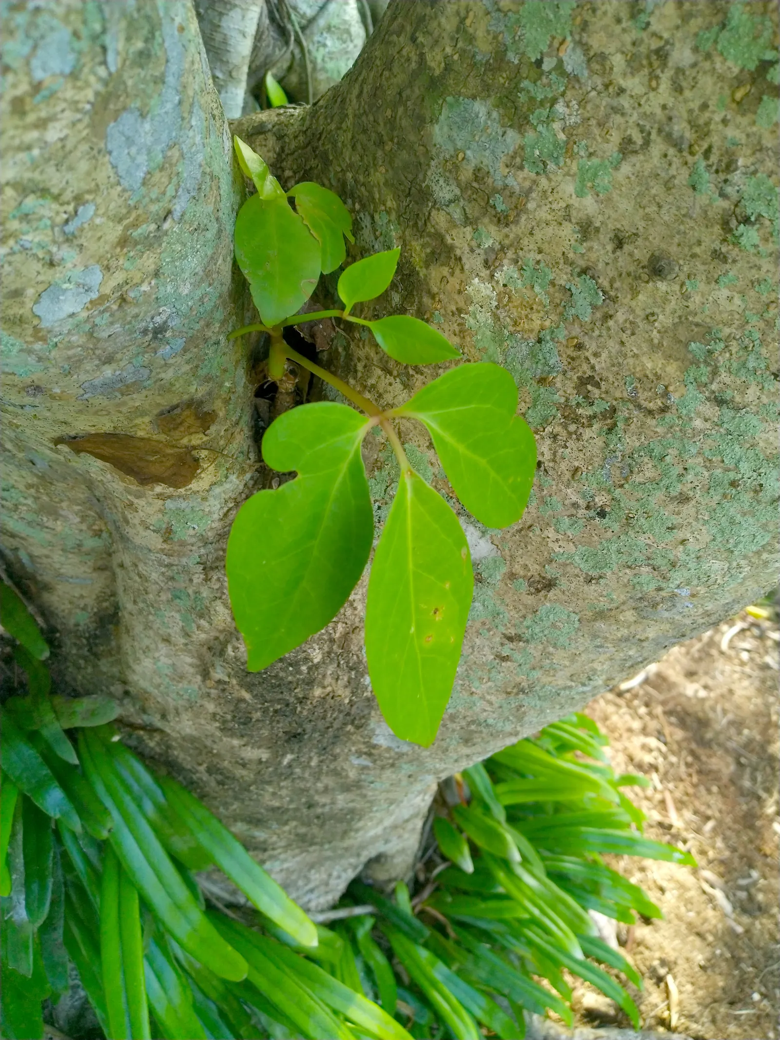 Umbrella Tree (Schefflera Actinophylla) — native to the rainforests of Australia and New Guinea; potentially spanning over 15 feet in width