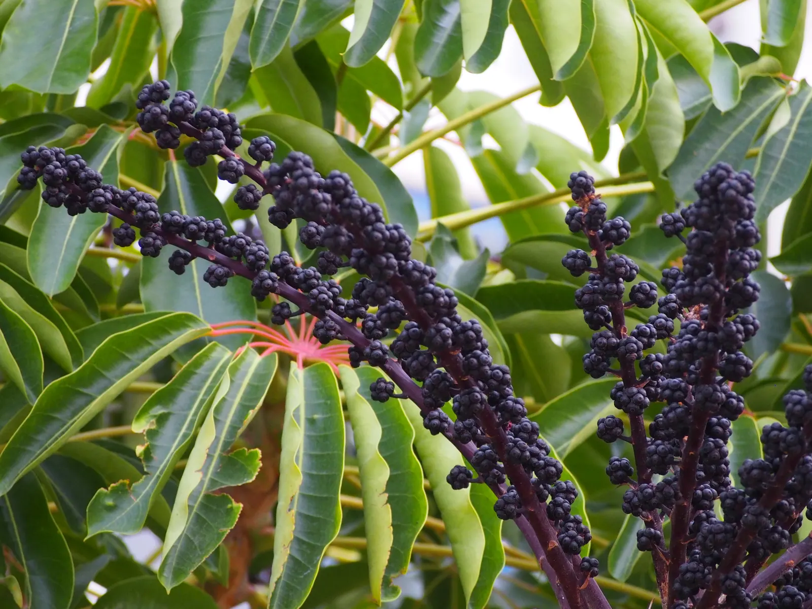 Umbrella Tree (Schefflera Actinophylla) — palmate leaves that radiate from its central stem like the spokes of an umbrella; verdant, image 131