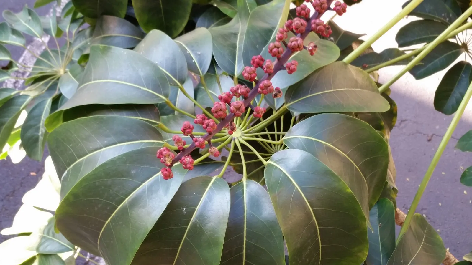 Umbrella Tree (Schefflera Actinophylla) — providing dense foliage coverage; to maintain moist but not waterlogged soil, image 94