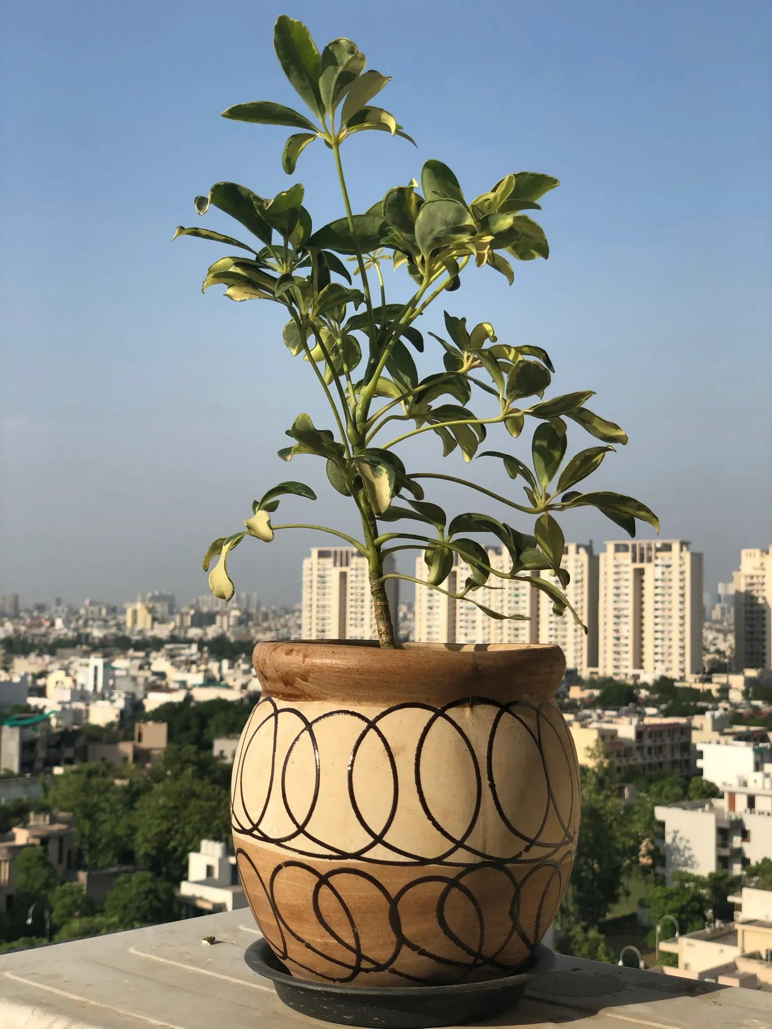 Umbrella Tree (Schefflera Actinophylla) — versatile evergreen that adds a tropical flair to any landscape; shrub for full or half or shade, image 69