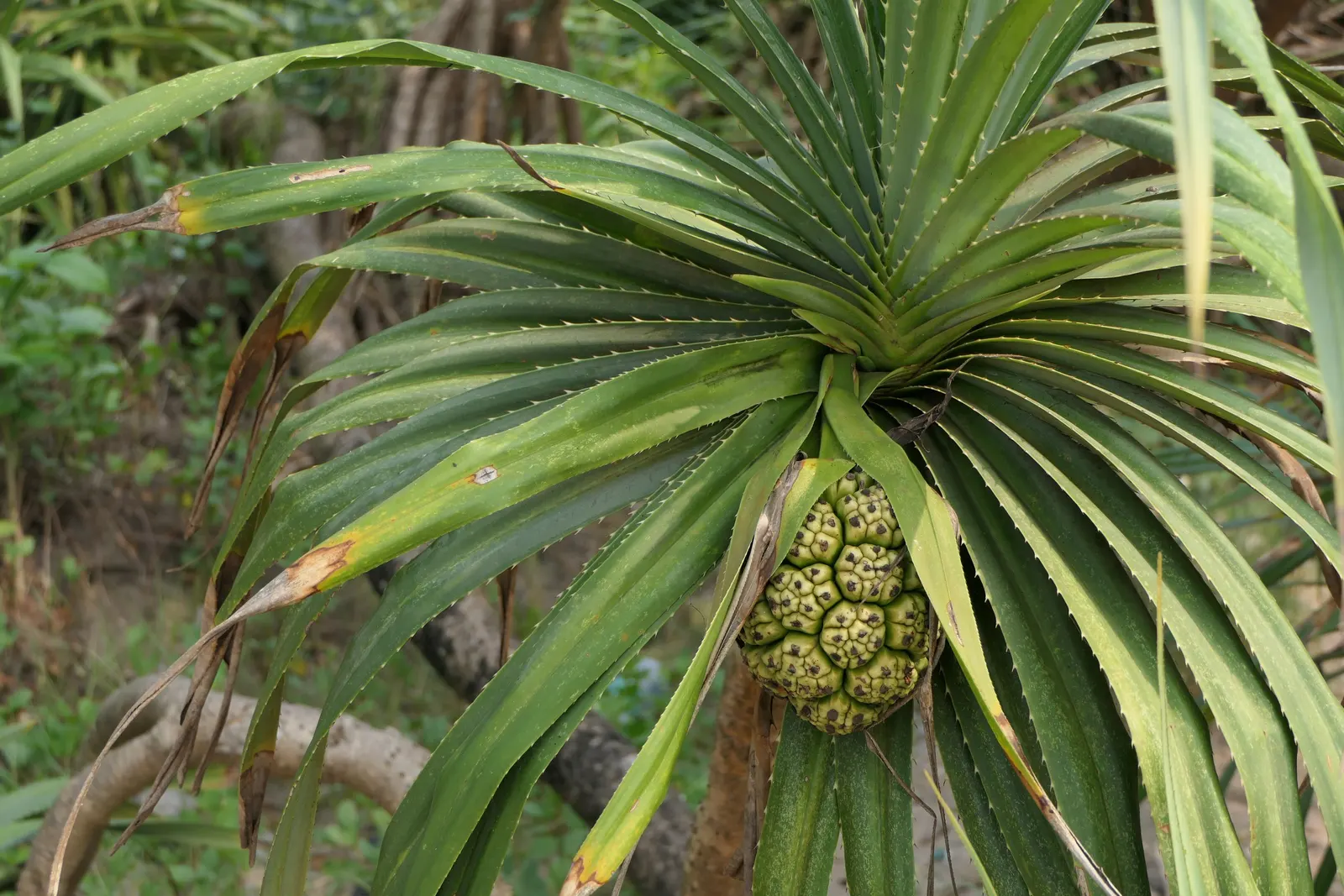 Umbrella Tree (Schefflera Actinophylla) — native to the rainforests of Australia and New Guinea; potentially spanning over 15 feet in width, image 130