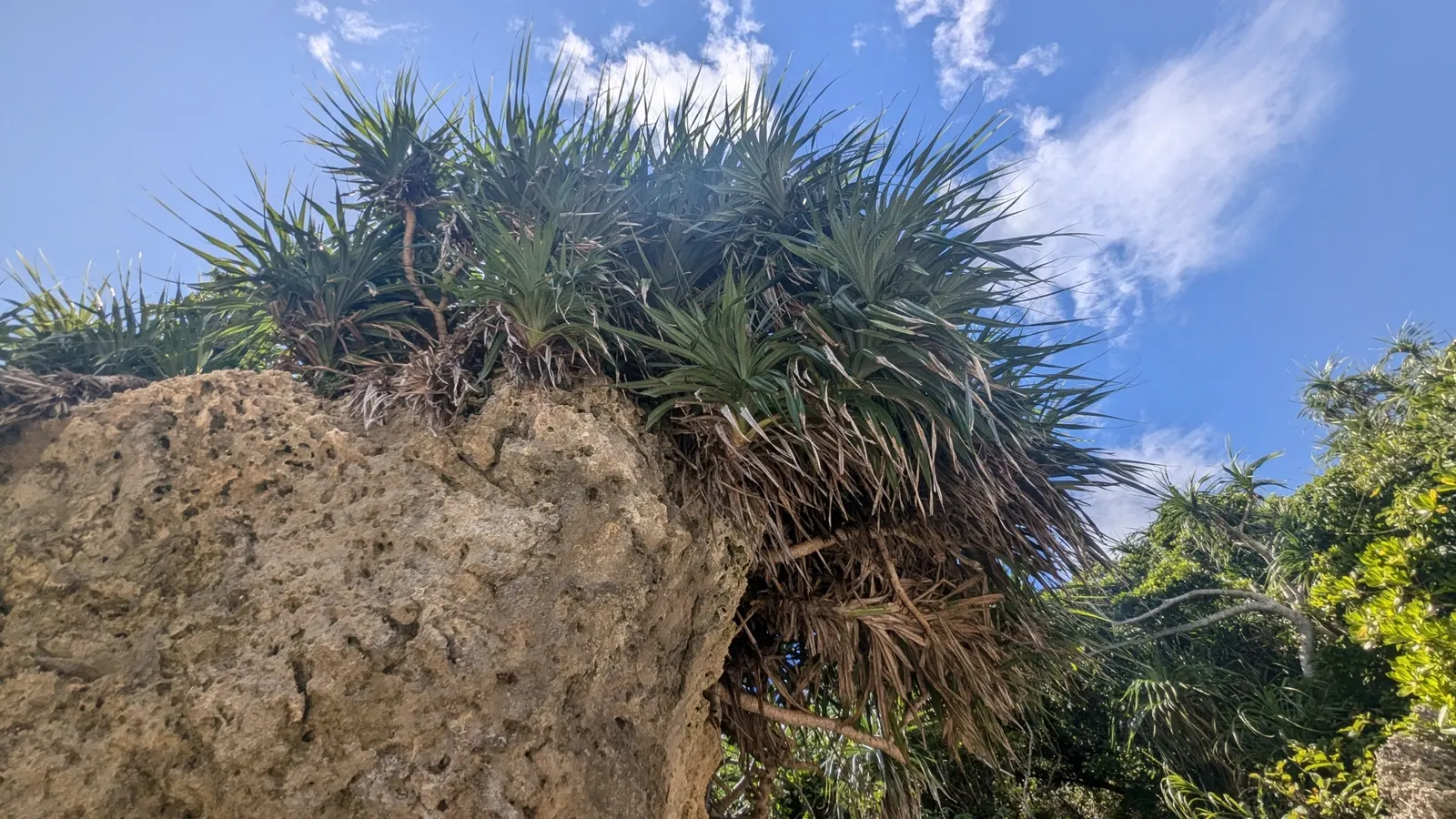 Umbrella Tree (Schefflera Actinophylla) — For best growth, position in bright, indirect light; its signature feature is the whorled clusters of, image 125