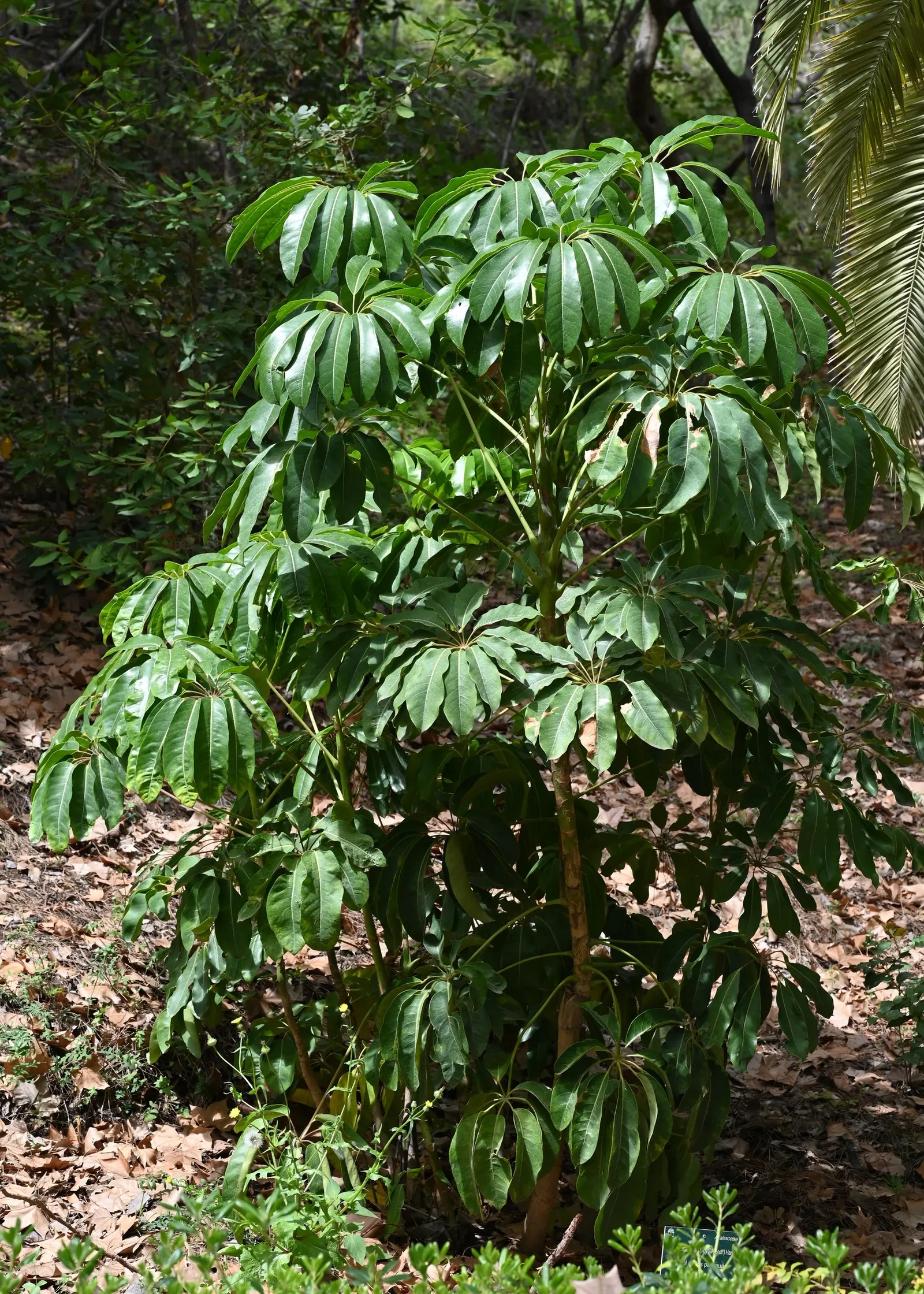 Umbrella Tree (Schefflera Actinophylla) — producing vivid red or purple flower spikes that jut out dramatically above the foliage; native to the, image 79