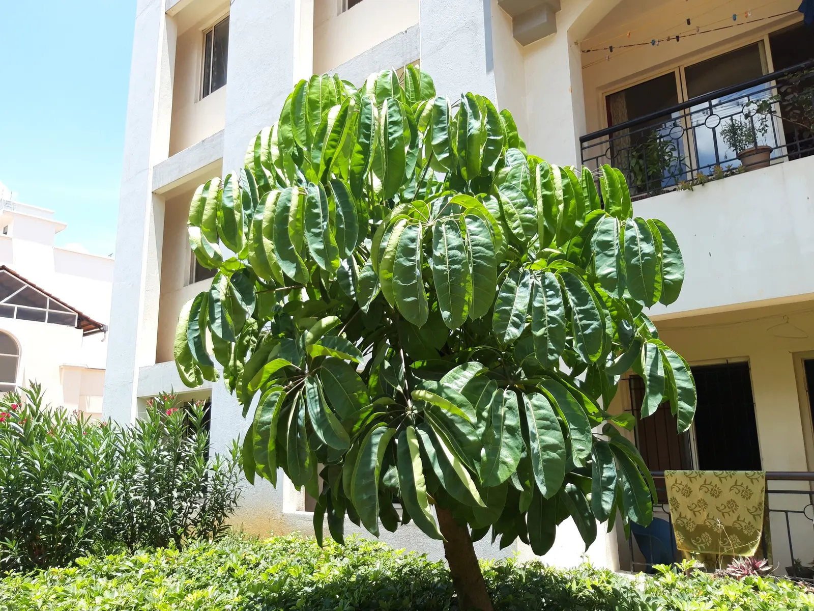 Umbrella Tree (Schefflera Actinophylla) — shrub for full or half or shade
