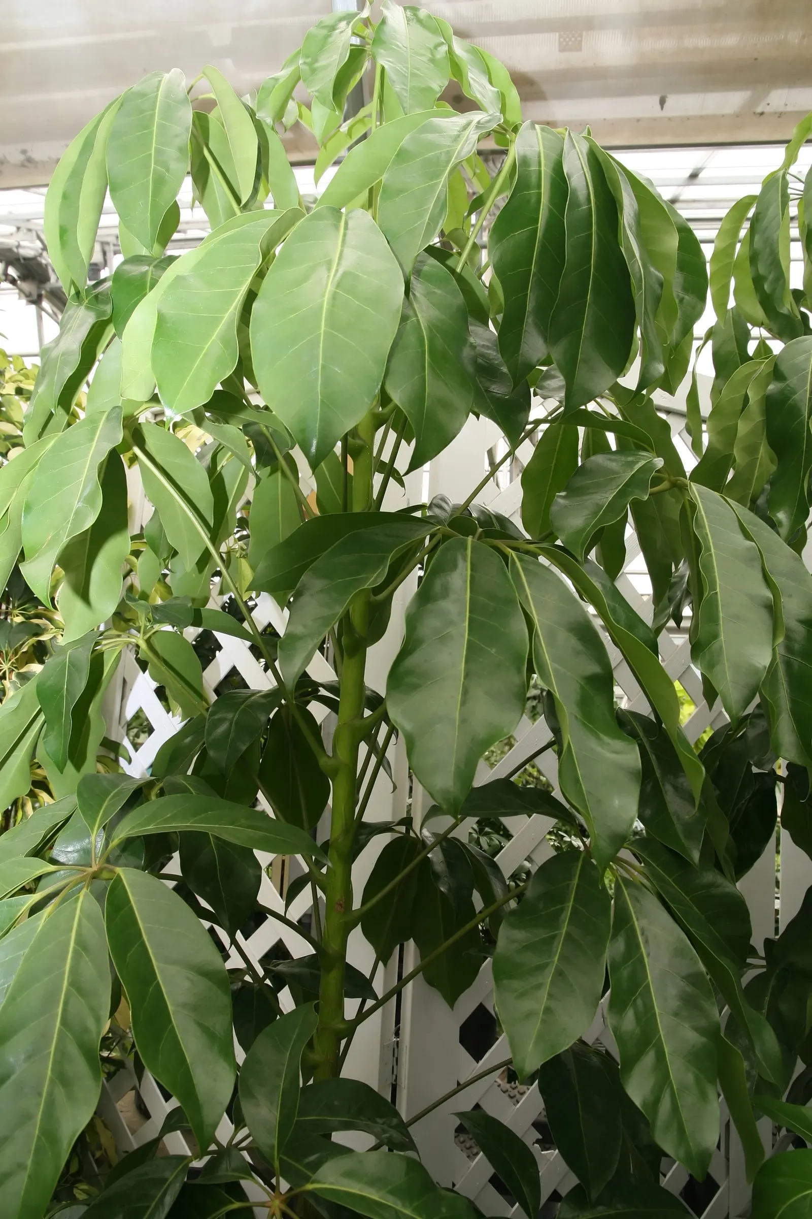 Umbrella Tree (Schefflera Actinophylla) — producing vivid red or purple flower spikes that jut out dramatically above the foliage; native to the, image 109