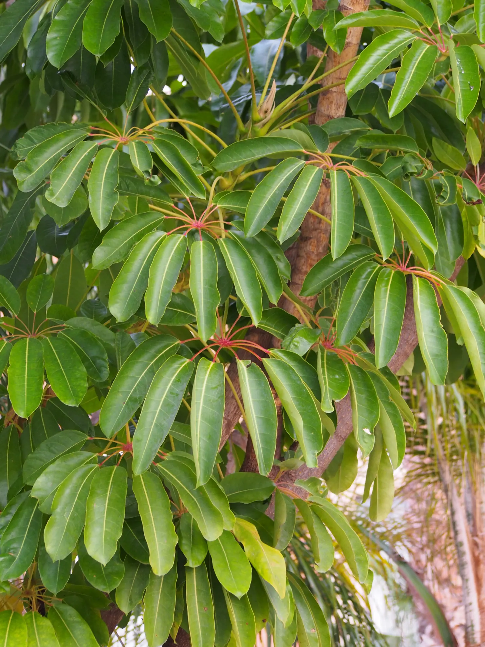 Umbrella Tree (Schefflera Actinophylla) — commonly known as the Umbrella Tree; regular watering is crucial, image 68