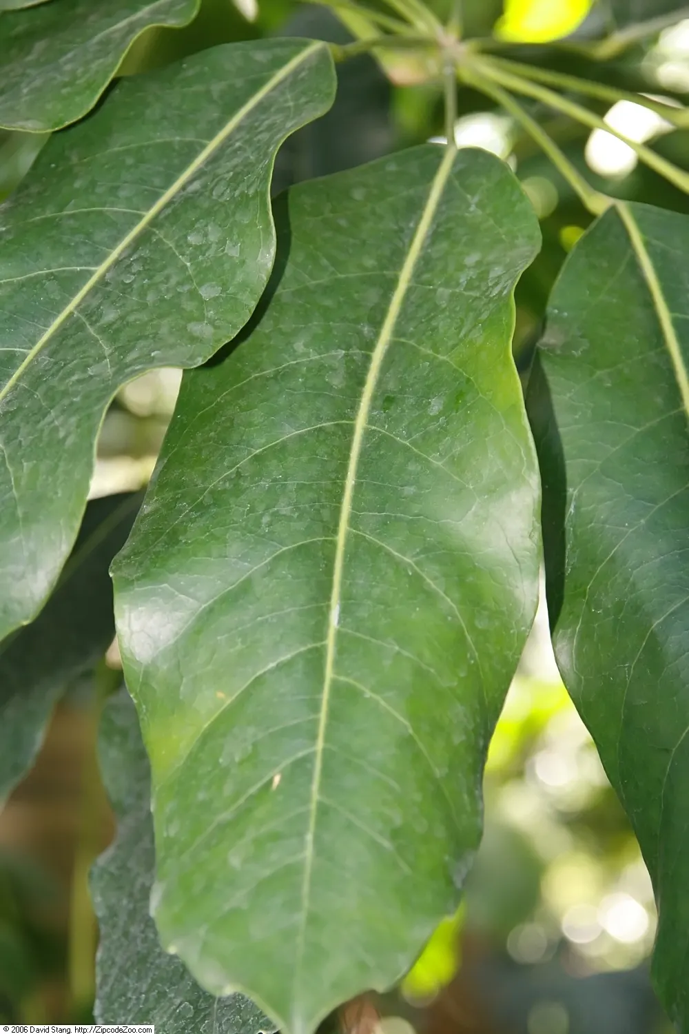 Umbrella Tree (Schefflera Actinophylla) — versatile evergreen that adds a tropical flair to any landscape; shrub for full or half or shade, image 129