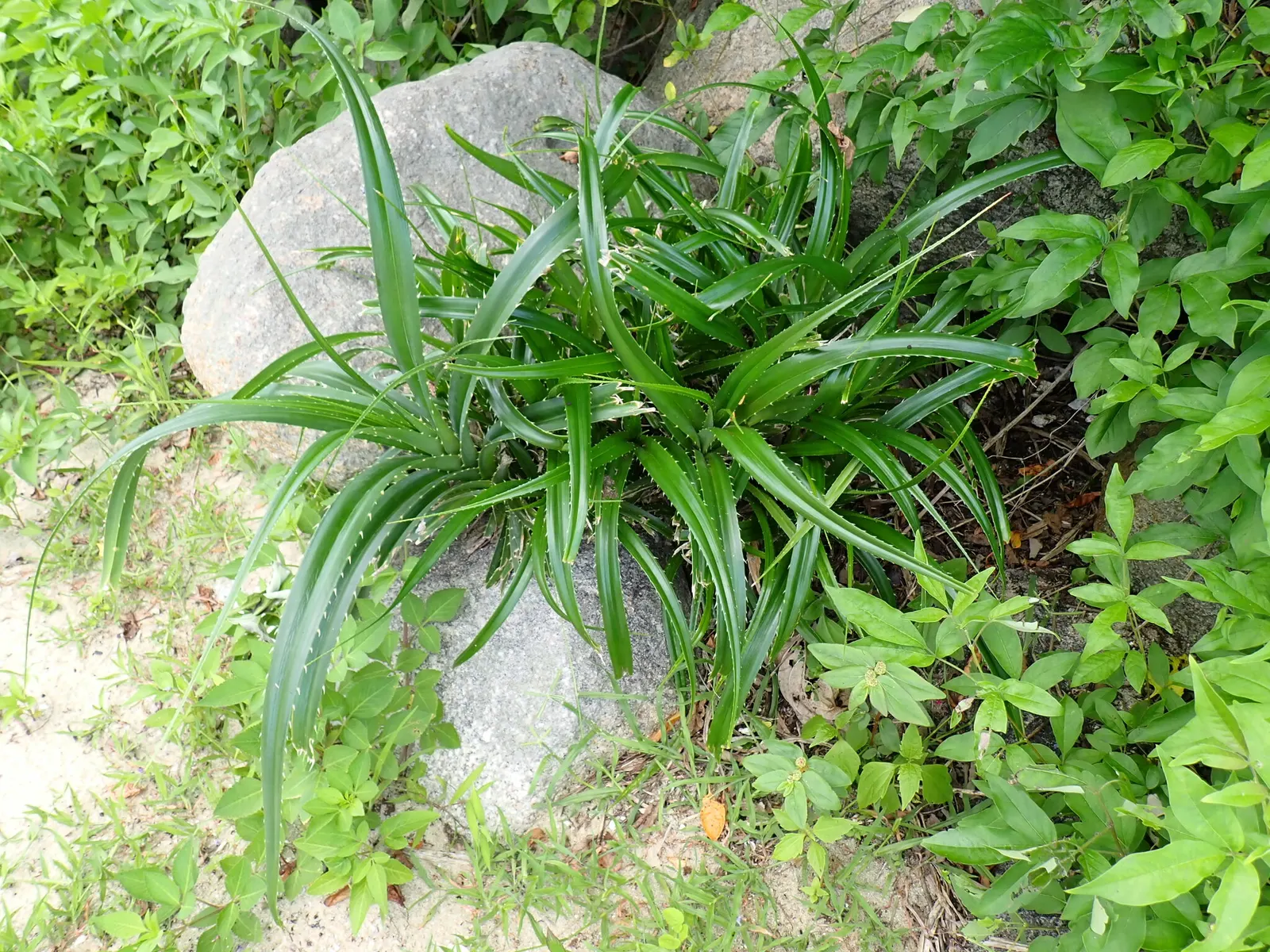 Umbrella Tree (Schefflera Actinophylla) — Its signature feature is the whorled clusters of glossy; palmate leaves that radiate from its central, image 62
