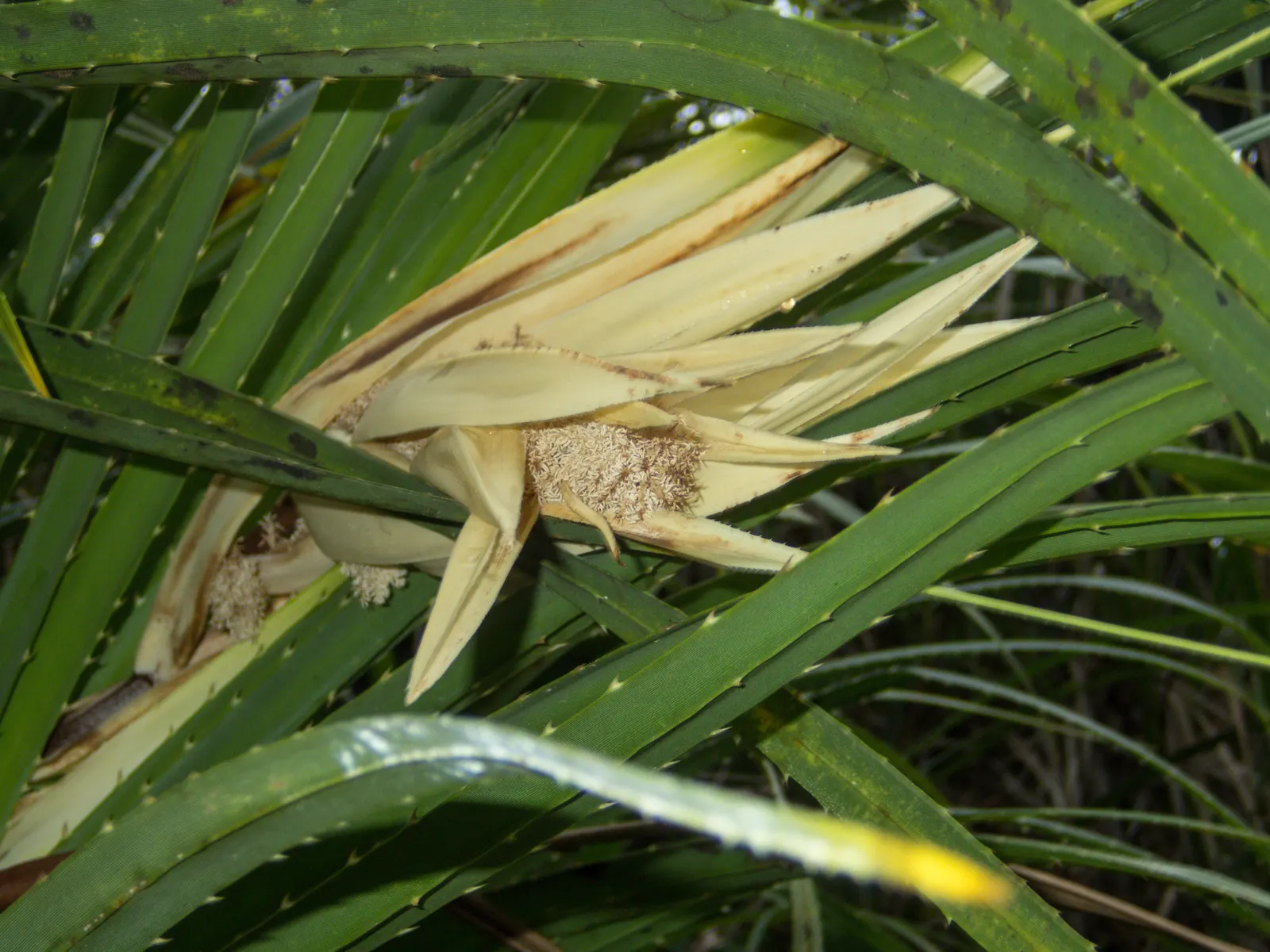 Umbrella Tree (Schefflera Actinophylla) — exotic touch but requires space to accommodate its expansive canopy