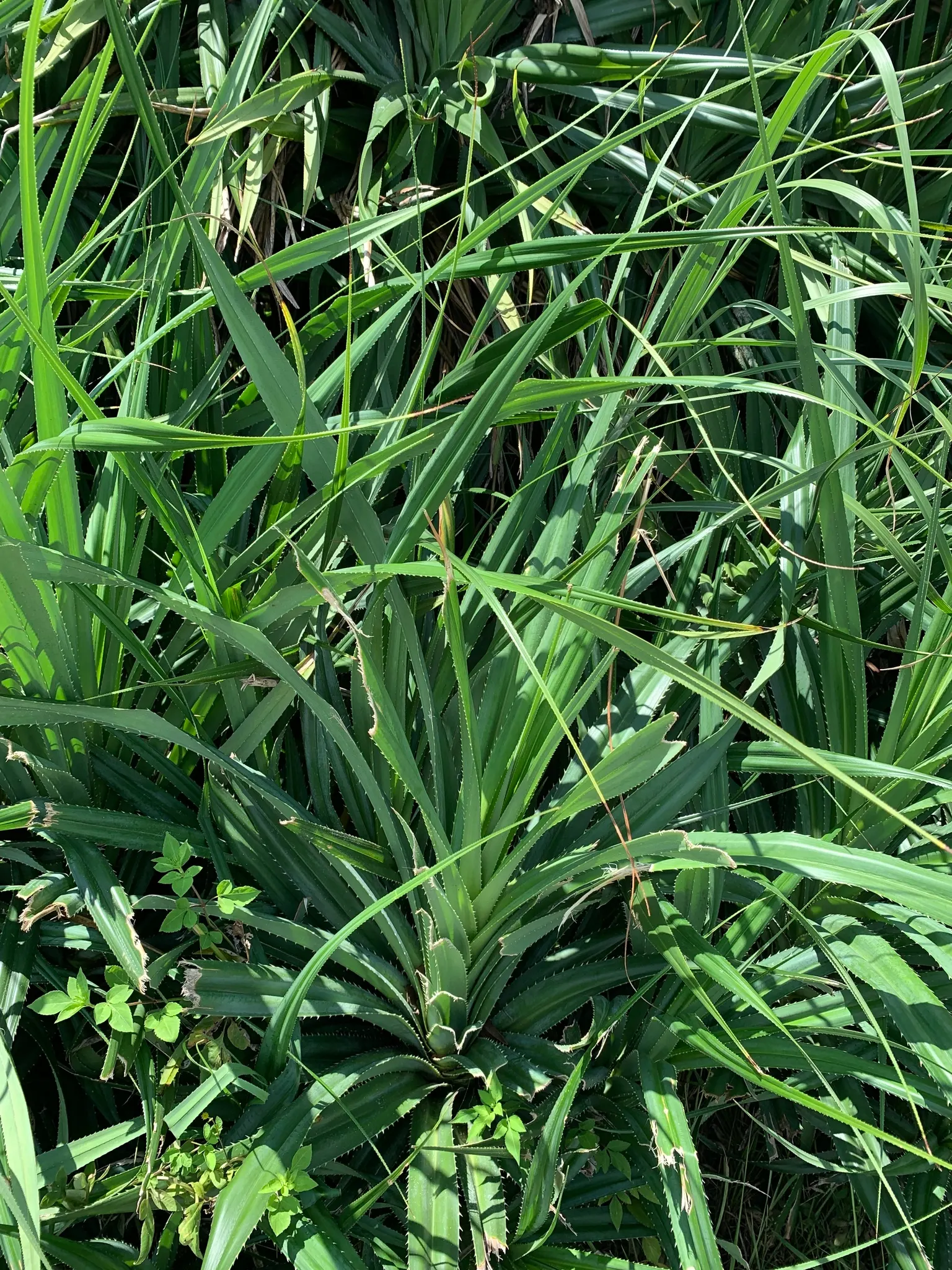 Umbrella Tree (Schefflera Actinophylla) — providing dense foliage coverage; to maintain moist but not waterlogged soil, image 64