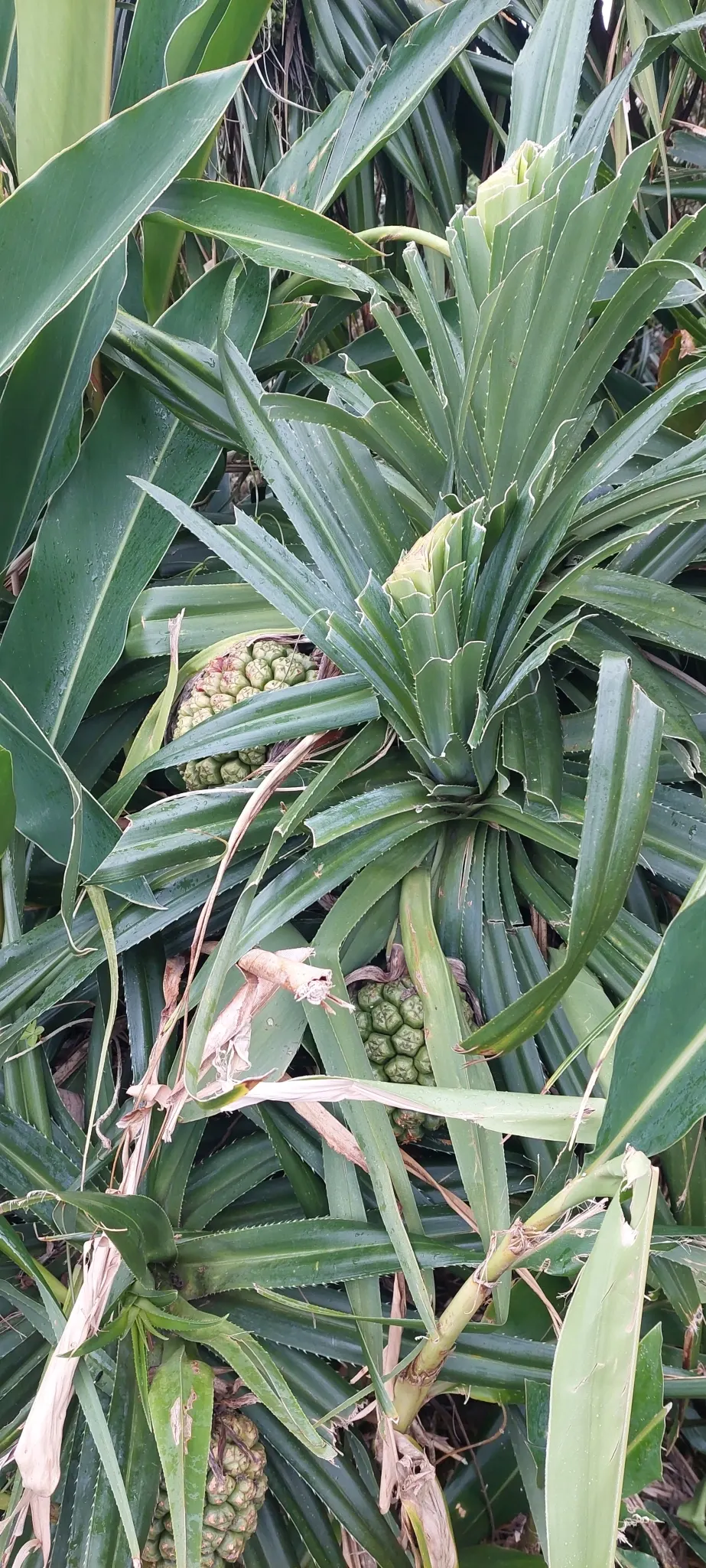 Umbrella Tree (Schefflera Actinophylla) — contributing to the plant's dense; red flowers in the garden, image 133