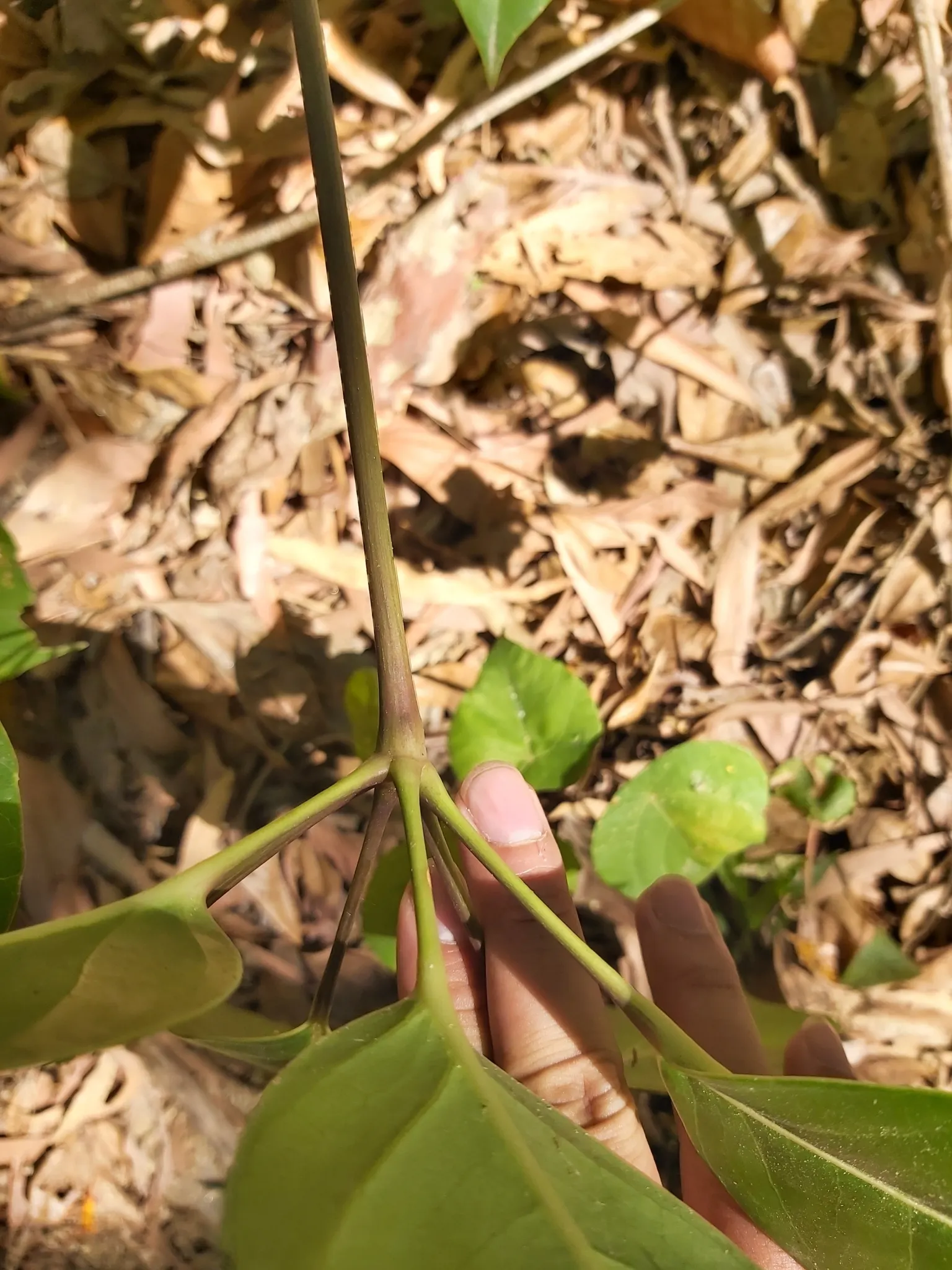 Umbrella Tree (Schefflera Actinophylla) — providing dense foliage coverage; to maintain moist but not waterlogged soil, image 124
