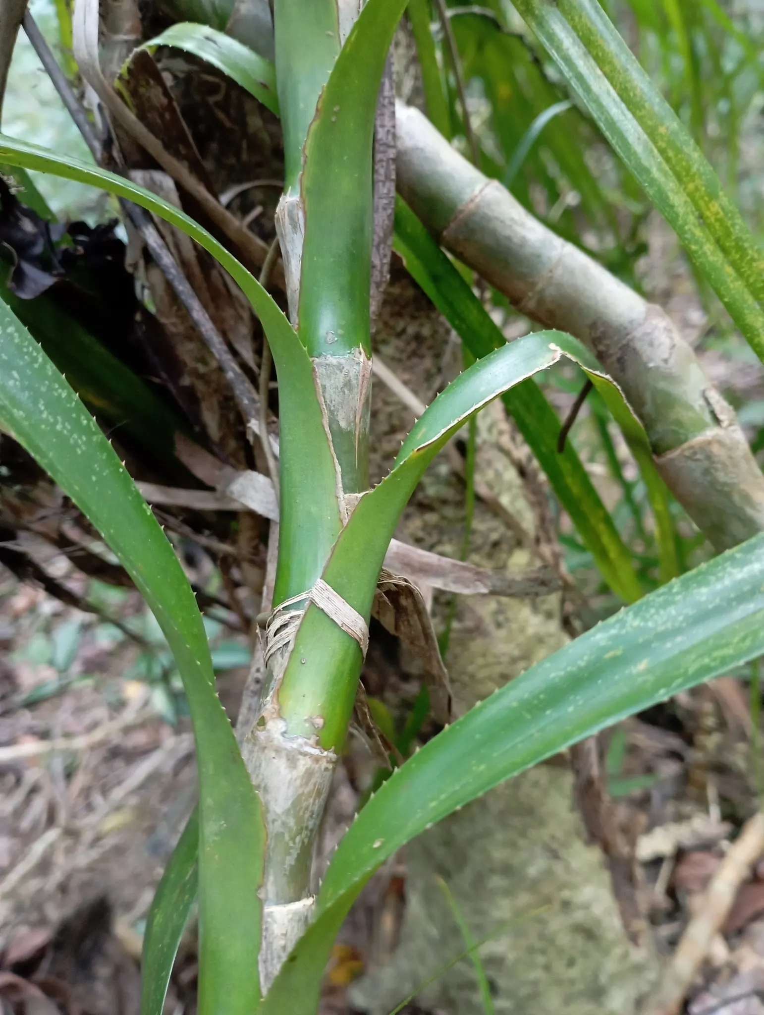 Umbrella Tree (Schefflera Actinophylla) — Its signature feature is the whorled clusters of glossy; palmate leaves that radiate from its central stem like the