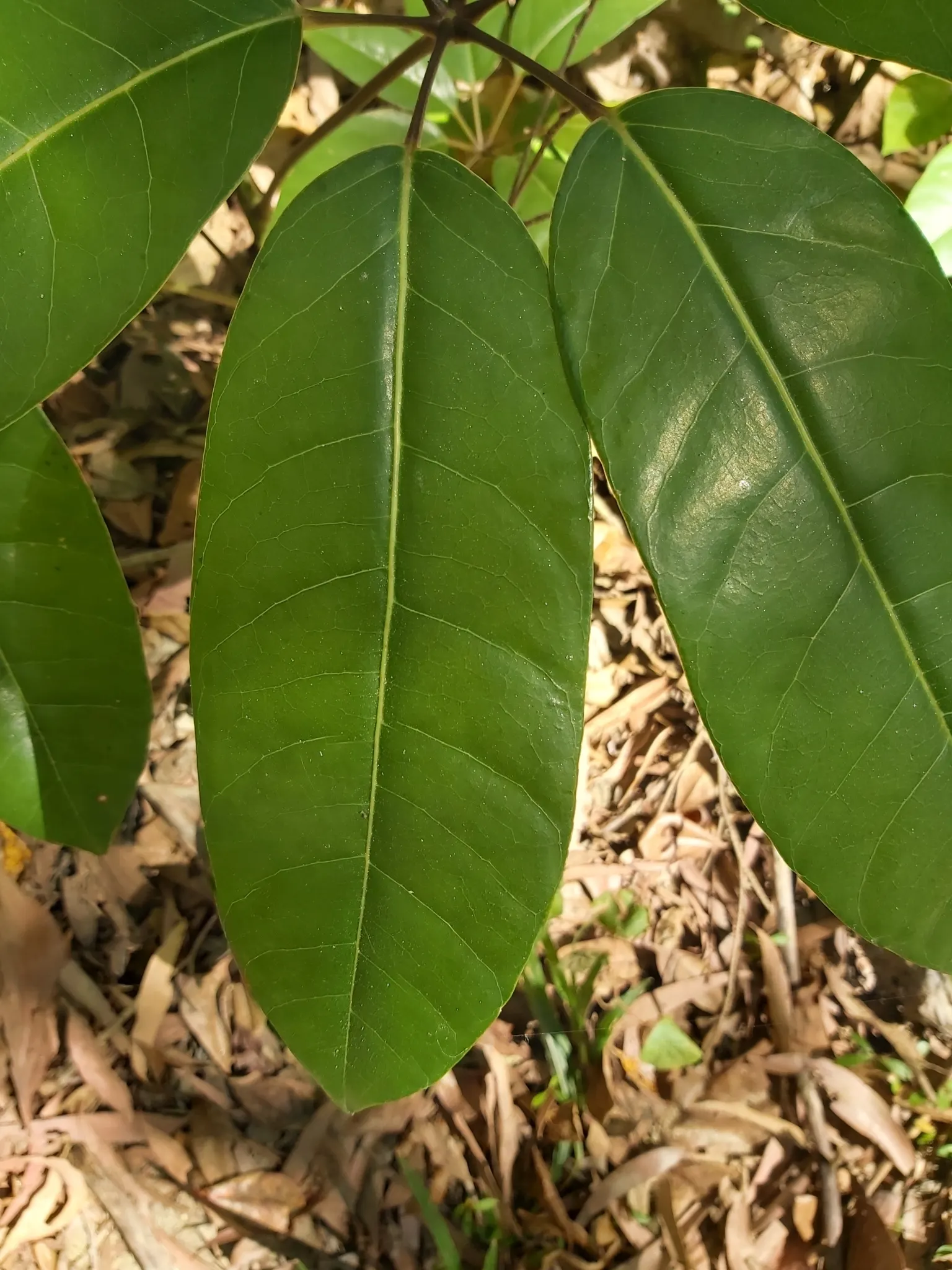 Umbrella Tree (Schefflera Actinophylla) — verdant appearance.<br><br>With the capability to soar to impressive heights