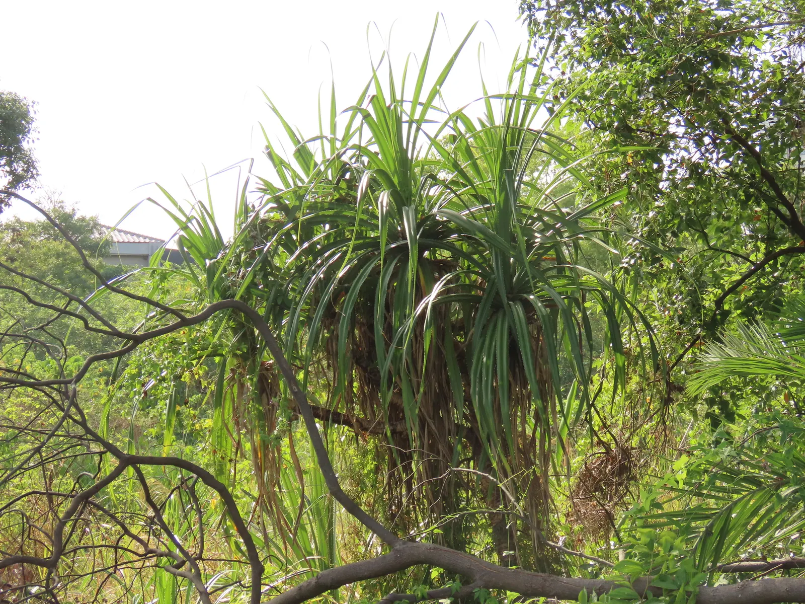 Umbrella Tree (Schefflera Actinophylla) — elongated leaves that radiate like an umbrella