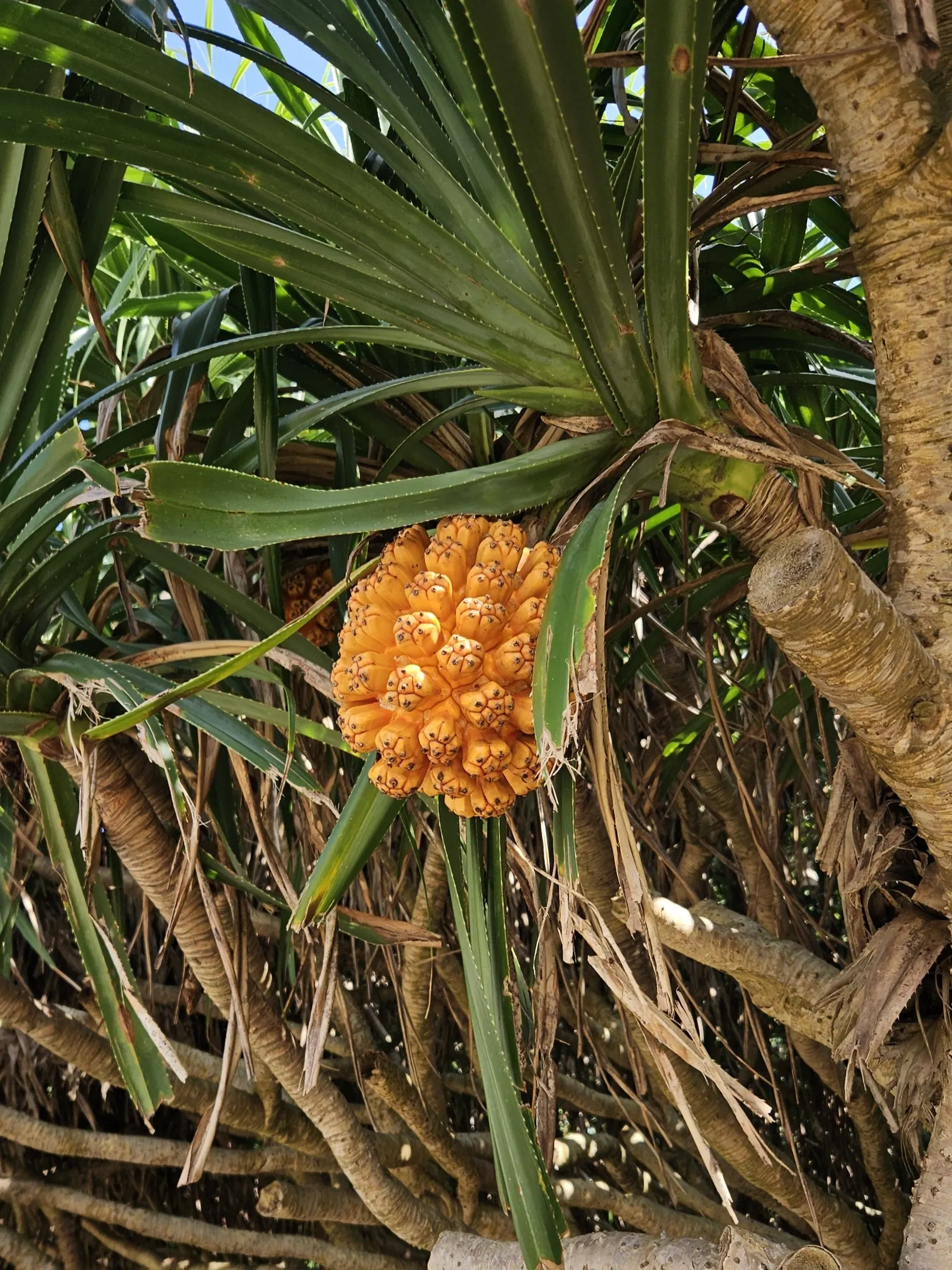Umbrella Tree (Schefflera Actinophylla) — as direct exposure can scorch the leaves; elongated leaves that radiate like an umbrella