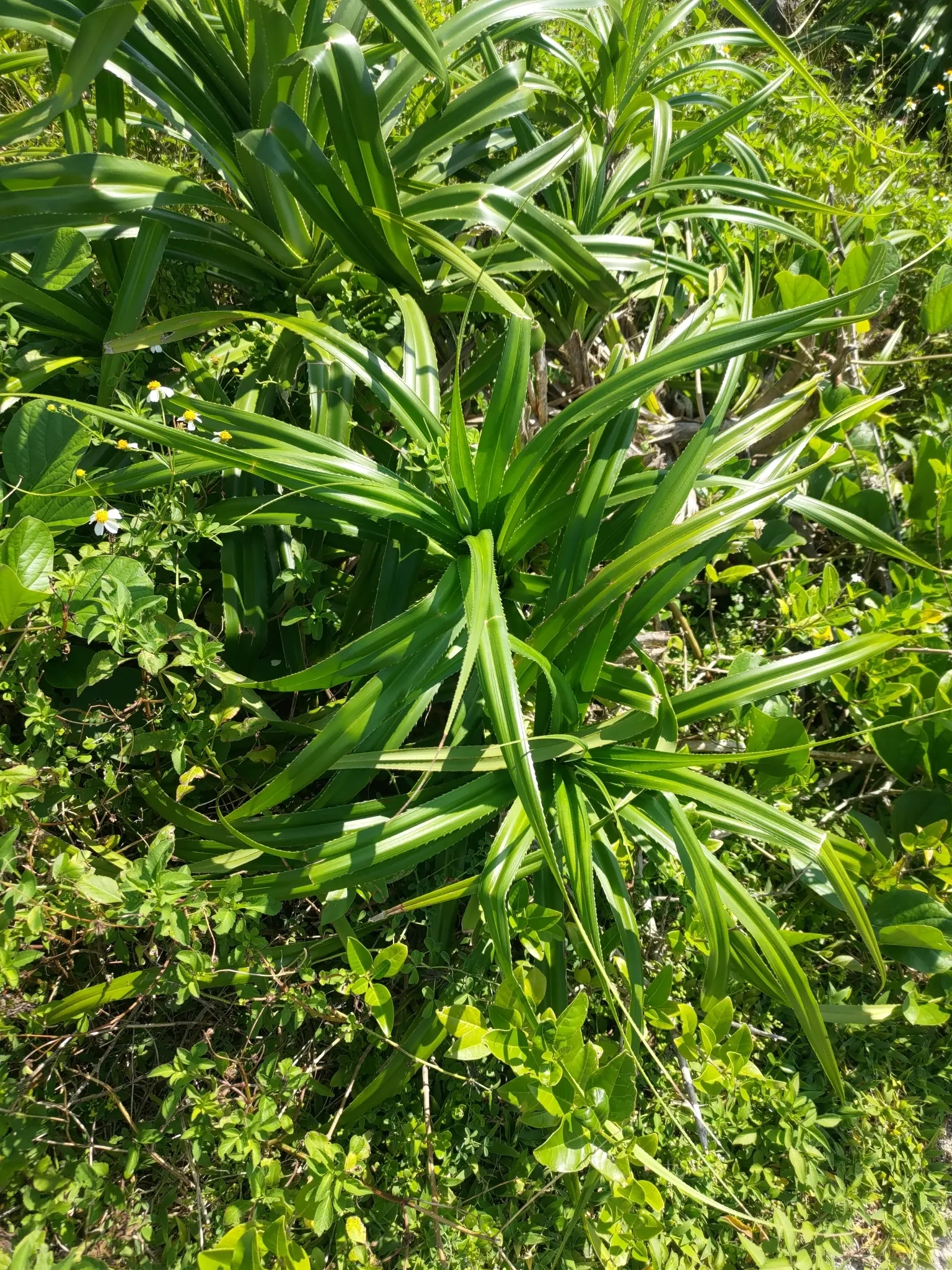 Umbrella Tree (Schefflera Actinophylla) — For best growth, position in bright, indirect light; its signature feature is the whorled clusters of, image 155