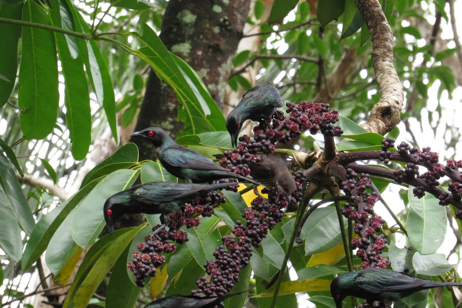 Umbrella Tree (Schefflera Actinophylla) — Pruning is recommended to control its size and encourage a more bushy shape if desired; shrub with red, image 86