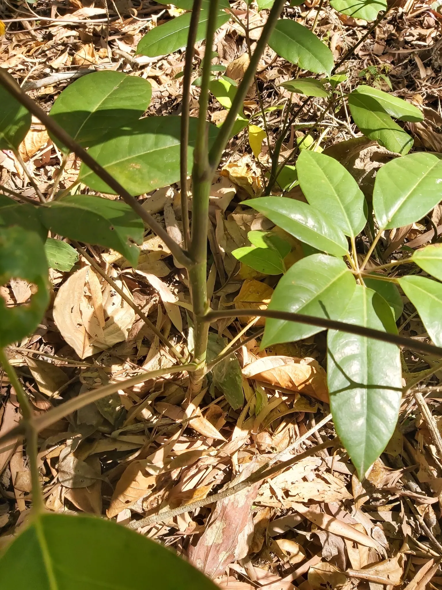 Umbrella Tree (Schefflera Actinophylla) — red flowers in the garden; contributing to the plant's dense, image 118