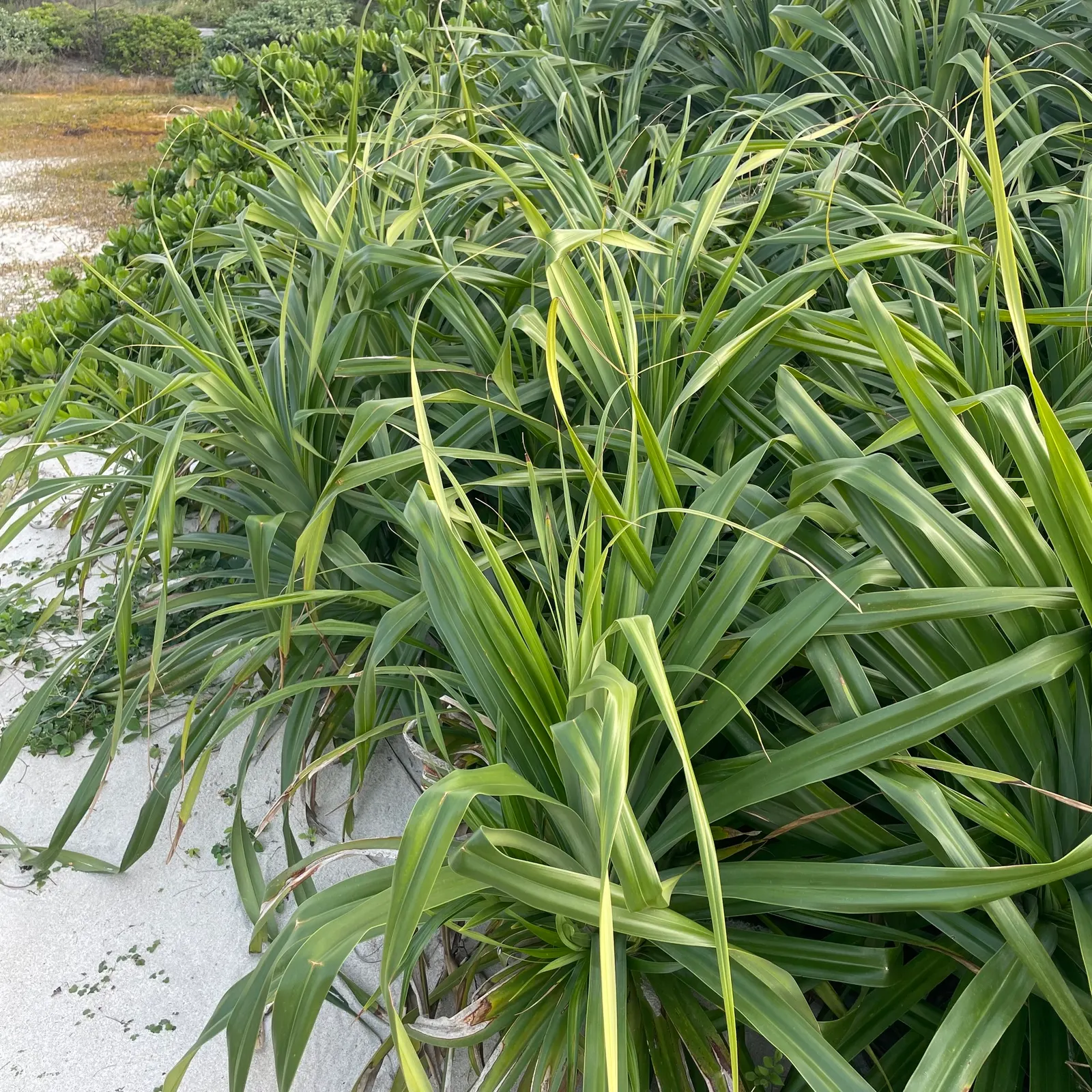 Umbrella Tree (Schefflera Actinophylla) — is a tropical evergreen with a towering presence reaching up to 50 feet tall; providing dense foliage, image 61