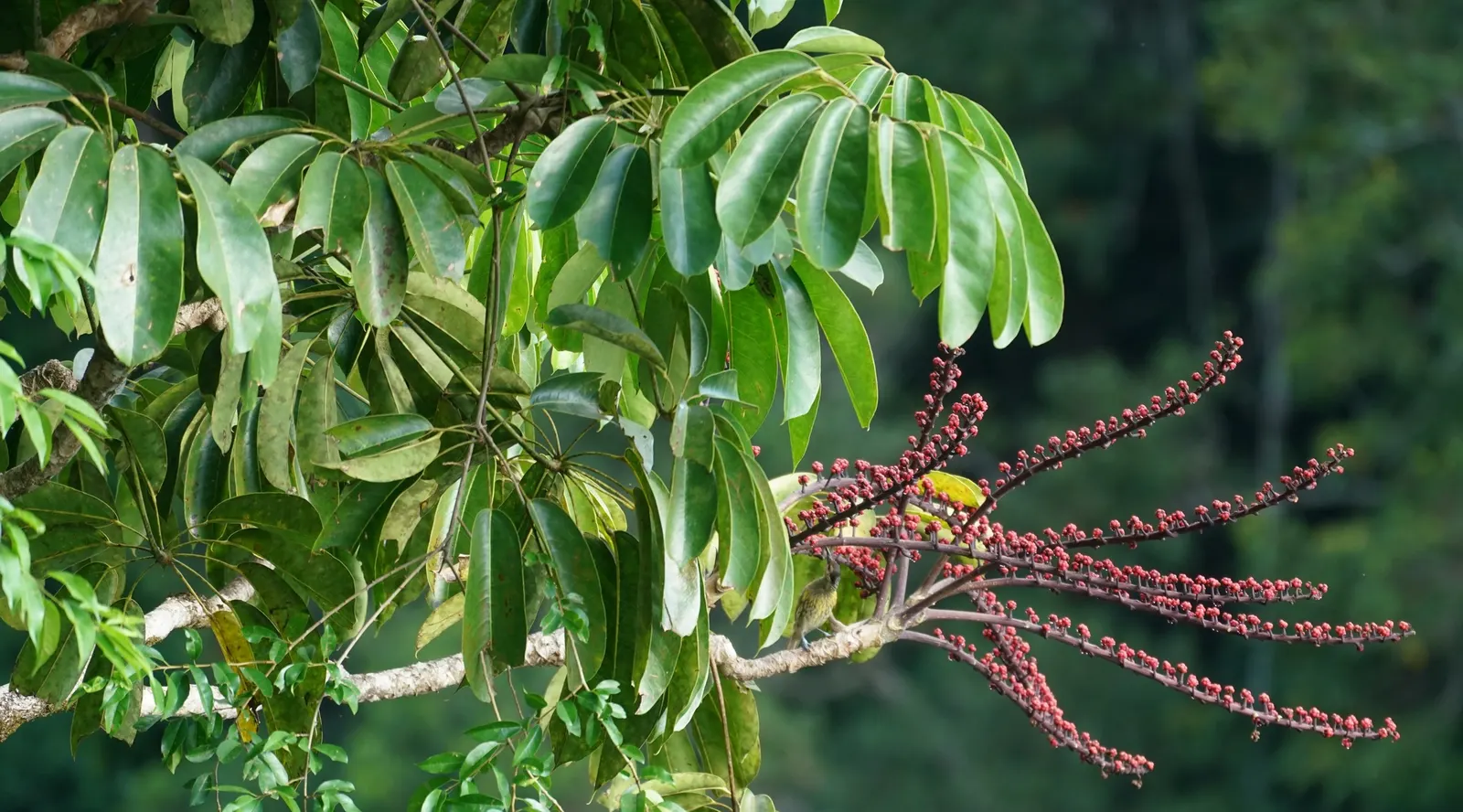Umbrella Tree (Schefflera Actinophylla) — is a tropical evergreen with a towering presence reaching up to 50 feet tall; providing dense foliage, image 151