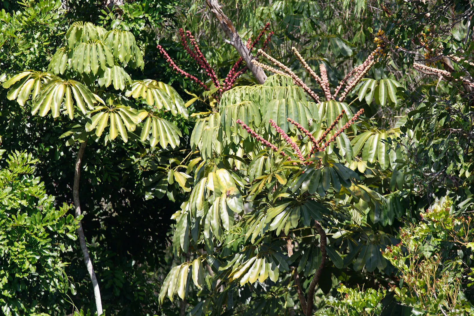 Umbrella Tree (Schefflera Actinophylla) — to maintain moist but not waterlogged soil; so caution is advised in gardens with small children and, image 85