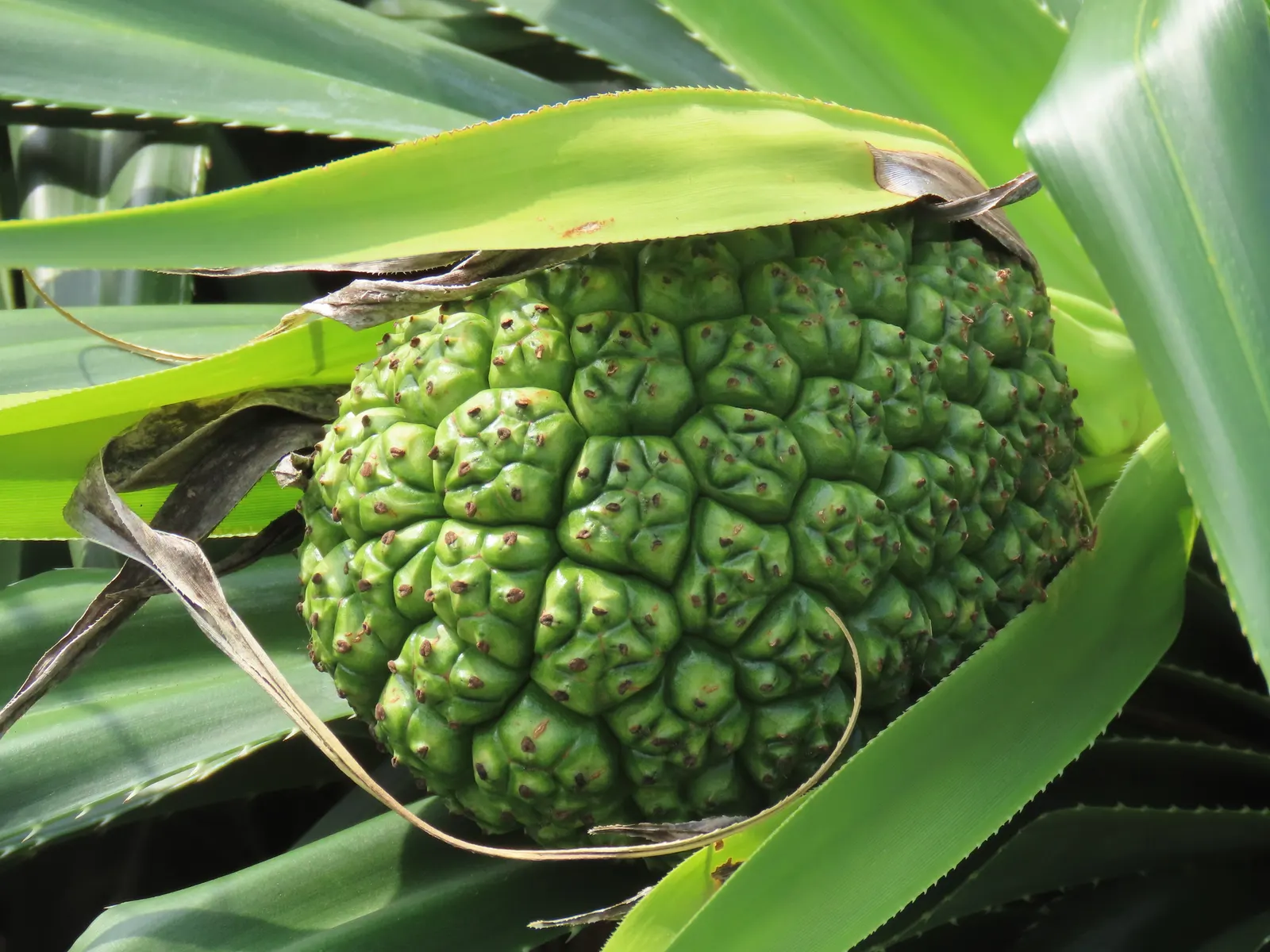 Umbrella Tree (Schefflera Actinophylla) — The leaves can typically reach a length of 8 to 12 inches