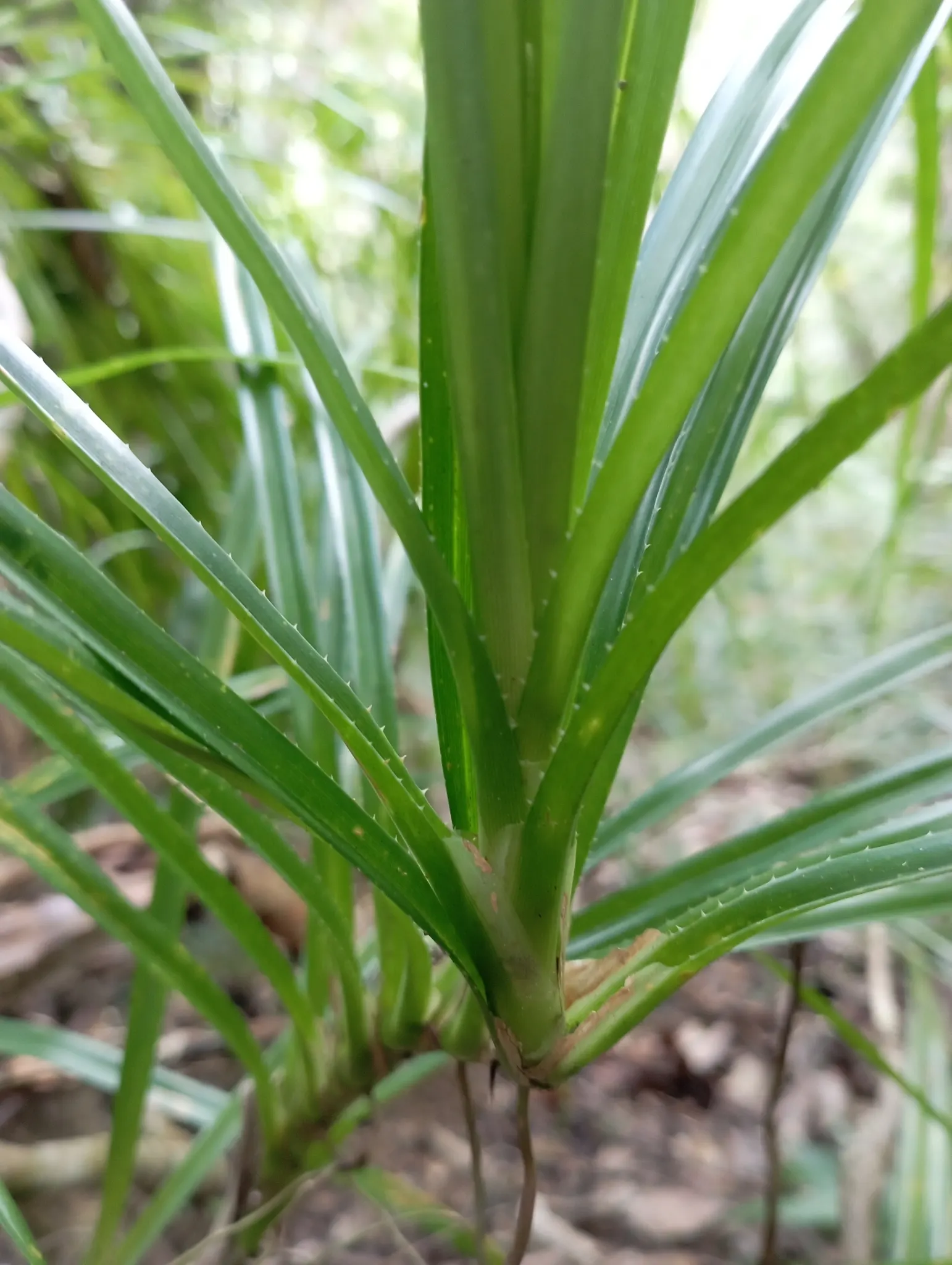 Umbrella Tree (Schefflera Actinophylla) — mature specimens can achieve a stature of 15 to 40 feet with a spread of 10 to 15 feet; the leaves can, image 105
