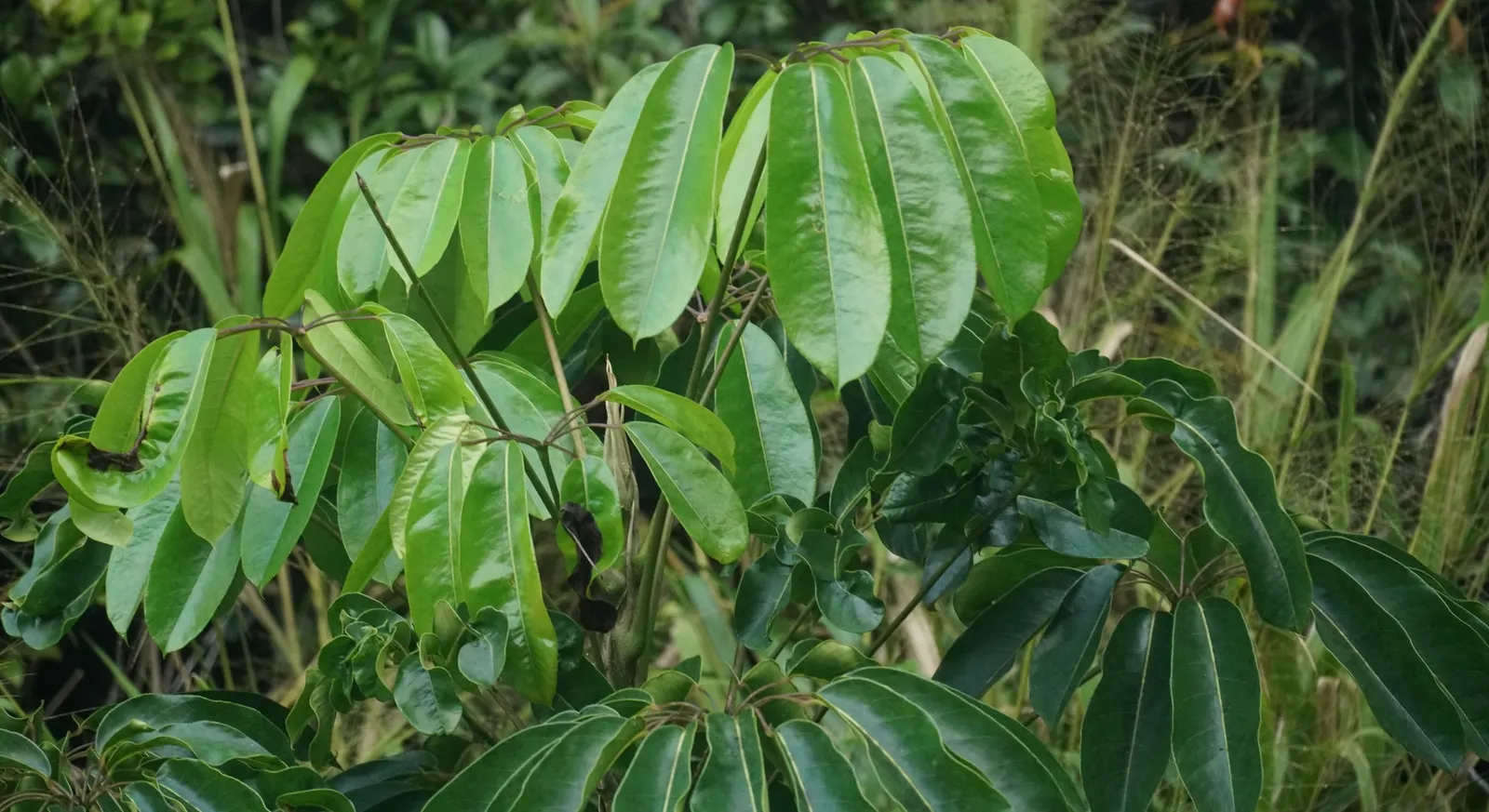 Umbrella Tree (Schefflera Actinophylla) — potentially spanning over 15 feet in width; creating a striking silhouette in the garden, image 67