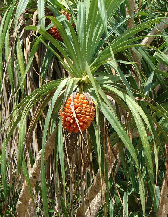 Umbrella Tree (Schefflera Actinophylla) — verdant appearance.<br><br>With the capability to soar to impressive heights; for best growth, position, image 104