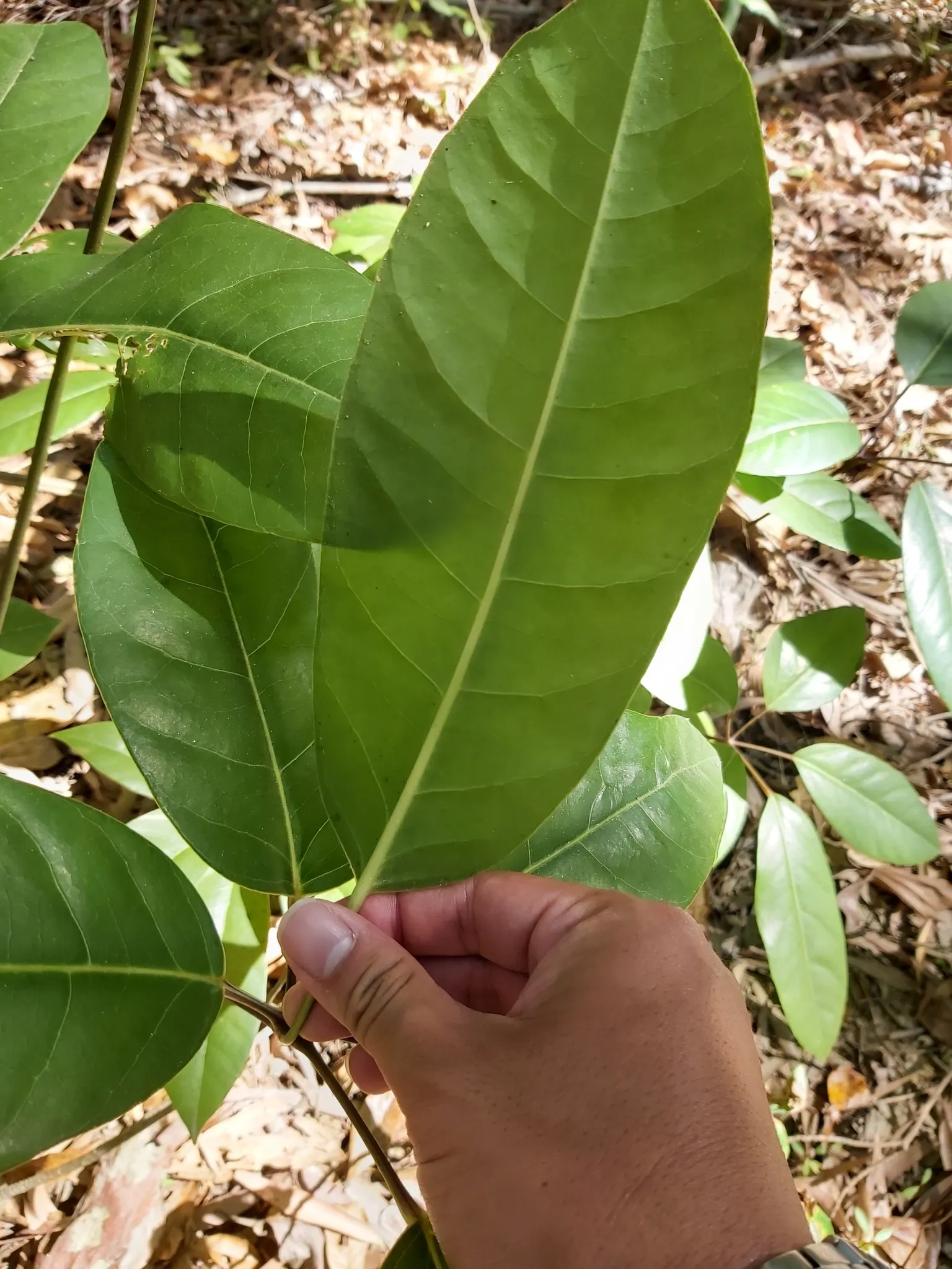 Umbrella Tree (Schefflera Actinophylla) — native to the rainforests of Australia and New Guinea