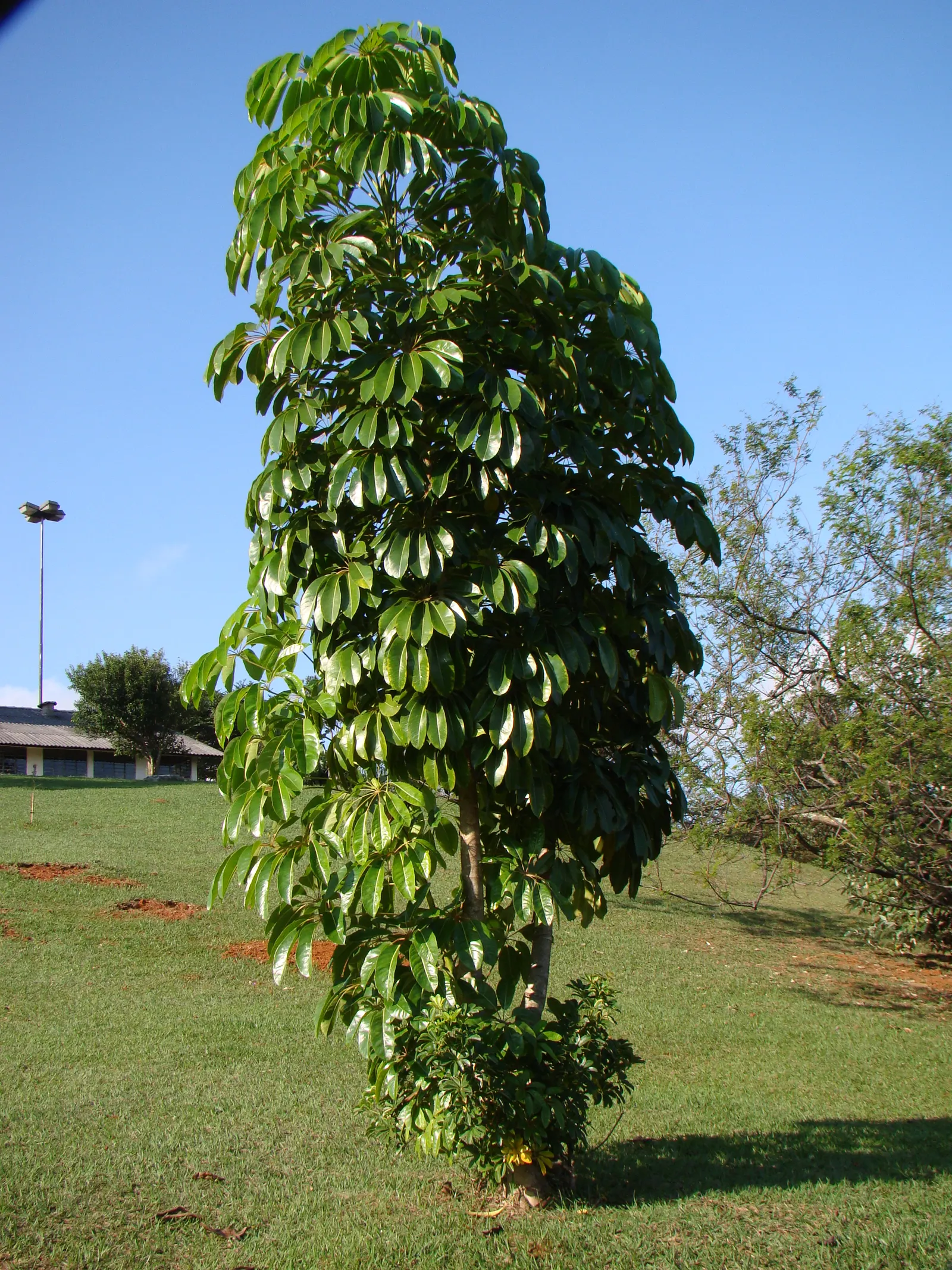 Umbrella Tree (Schefflera Actinophylla) — elongated leaves that radiate like an umbrella; as direct exposure can scorch the leaves, image 123