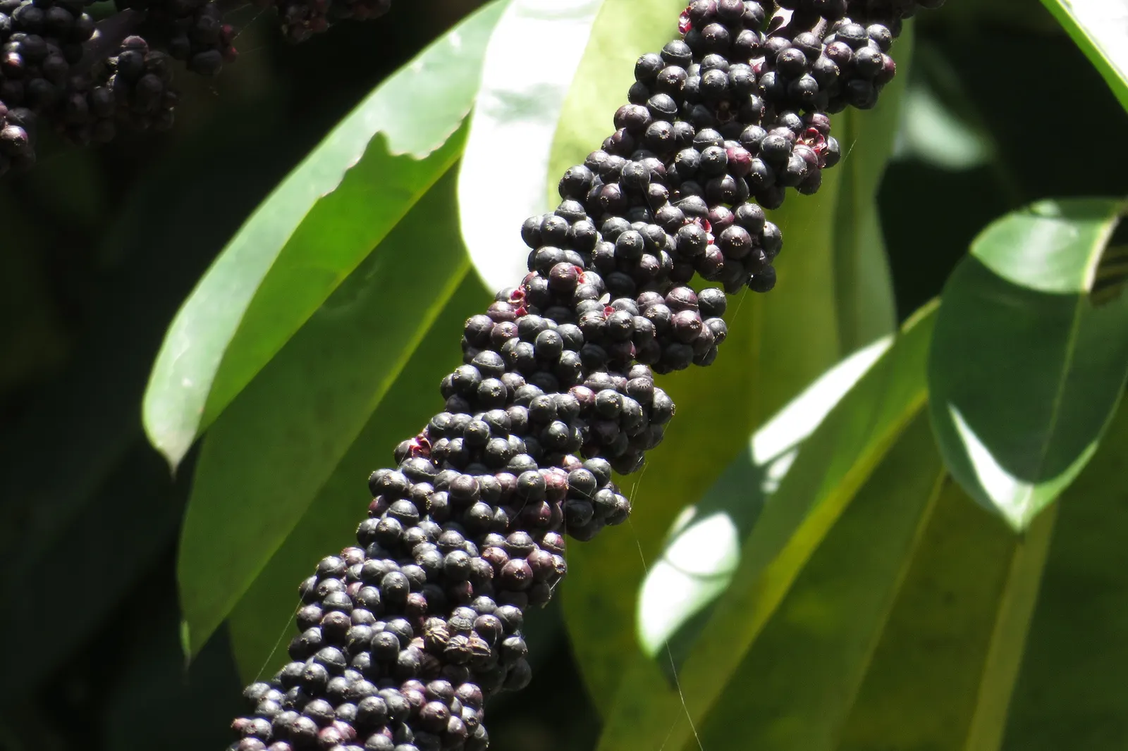 Umbrella Tree (Schefflera Actinophylla) — creating a striking silhouette in the garden; producing vivid red or purple flower spikes that jut out dramatically