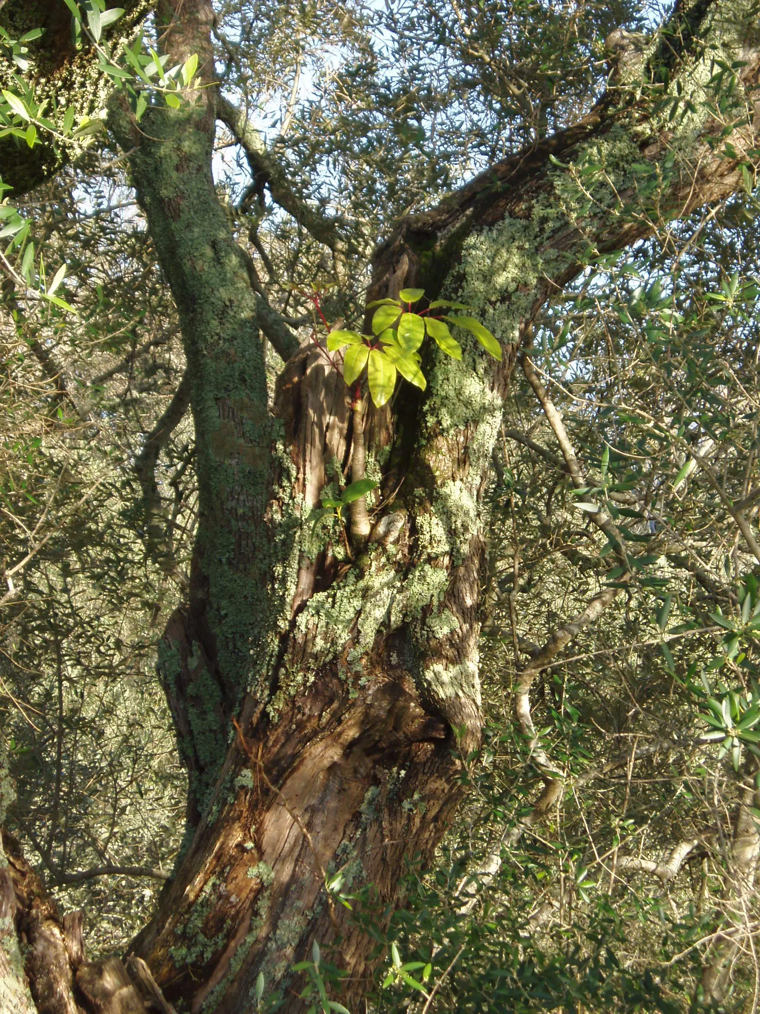 Umbrella Tree (Schefflera Actinophylla) — The leaves can typically reach a length of 8 to 12 inches; it is important to note that all parts of the, image 132