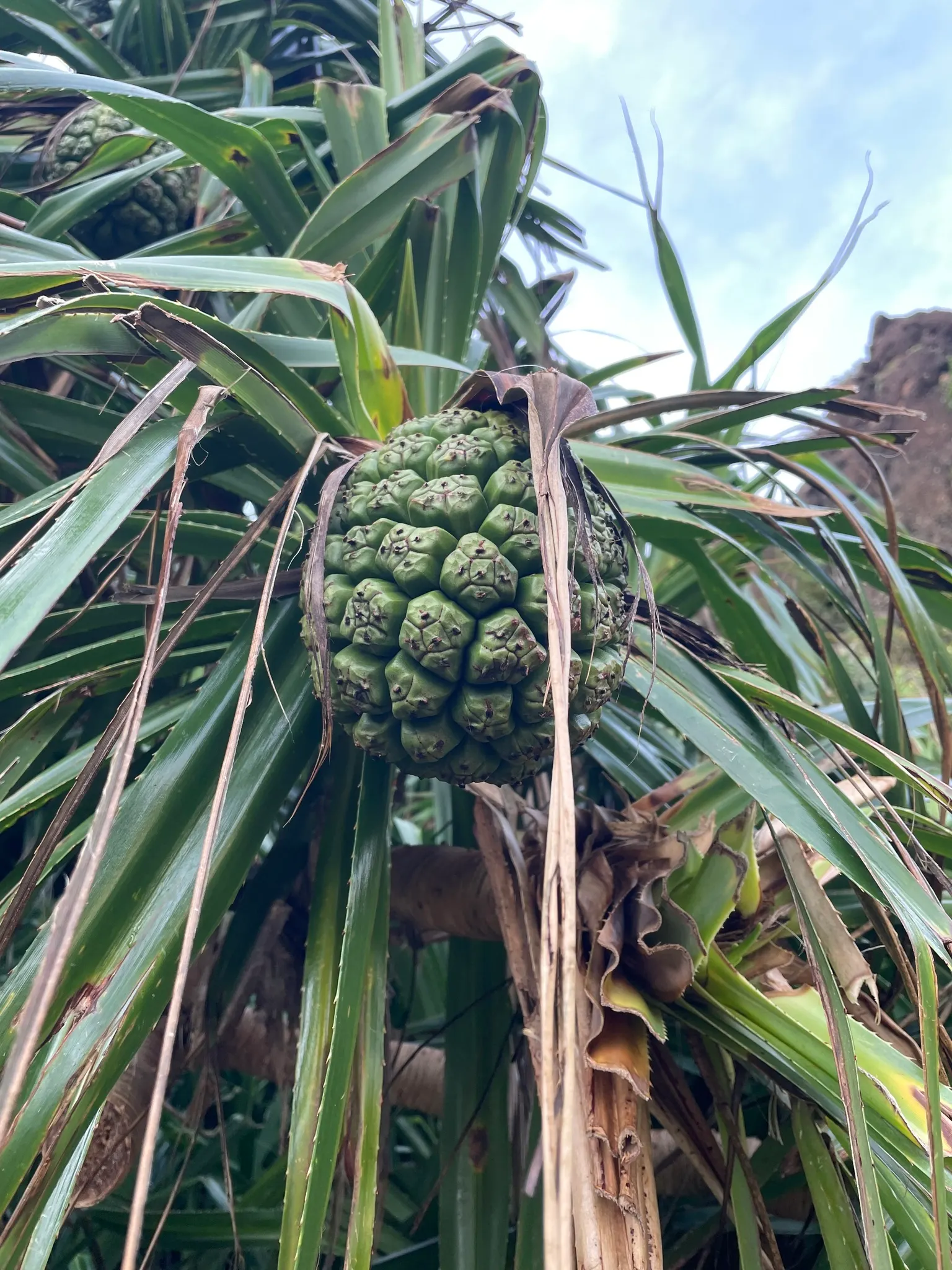 Umbrella Tree (Schefflera Actinophylla) — The Umbrella Tree can serve as a standalone specimen or be grouped to fashion a lush, exotic screen, image 117