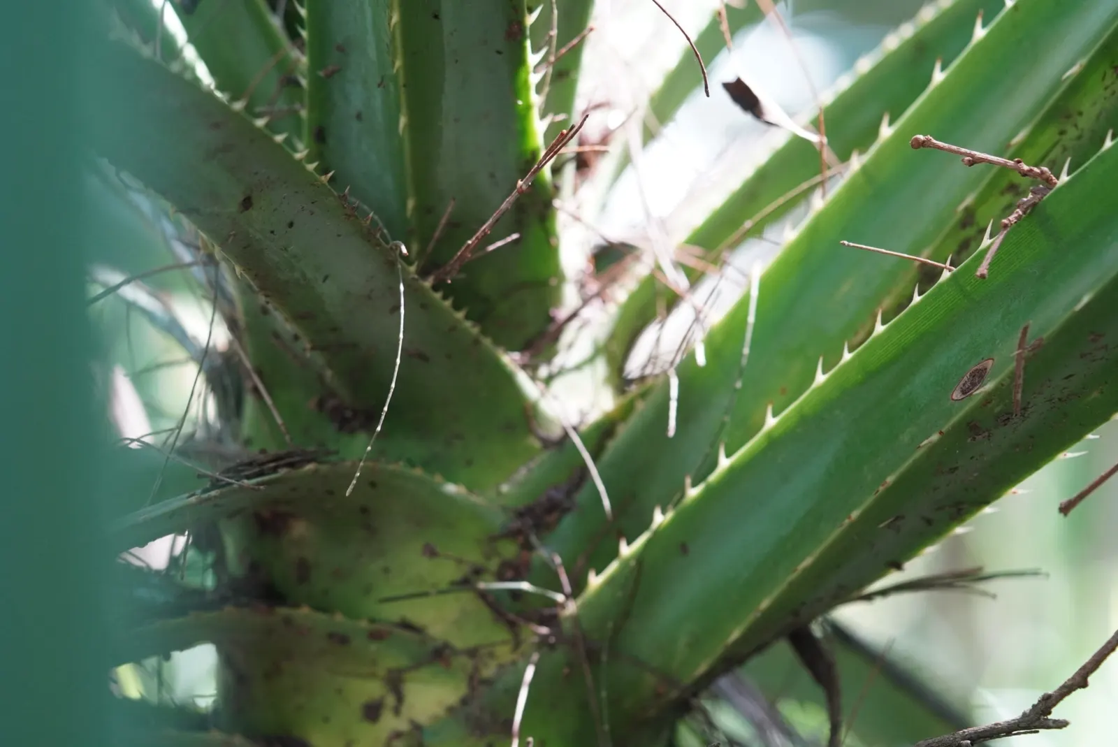 Umbrella Tree (Schefflera Actinophylla) — commonly known as the Umbrella Tree; regular watering is crucial, image 98