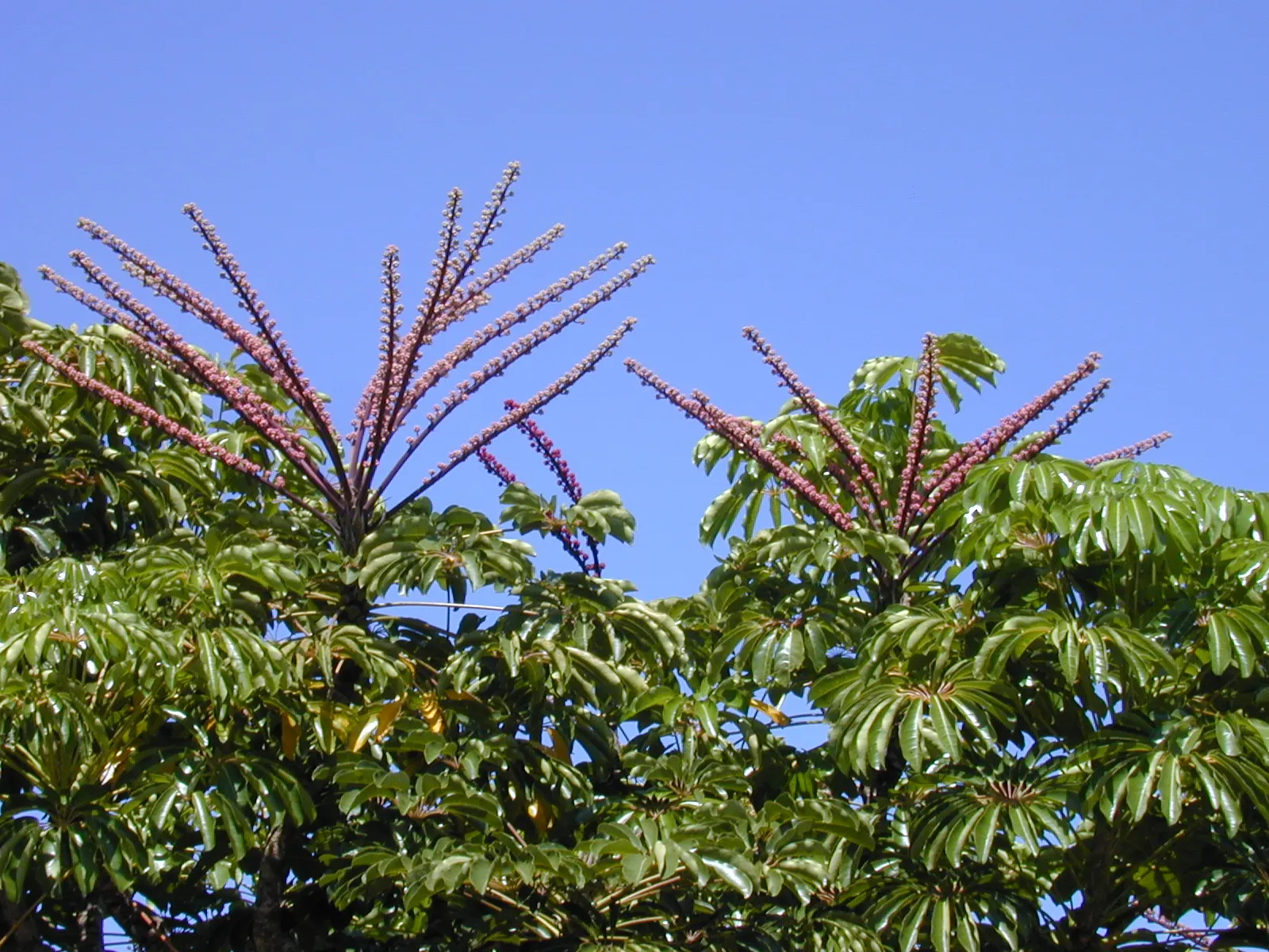Umbrella Tree (Schefflera Actinophylla) — mature specimens can achieve a stature of 15 to 40 feet with a spread of 10 to 15 feet; the leaves can, image 135