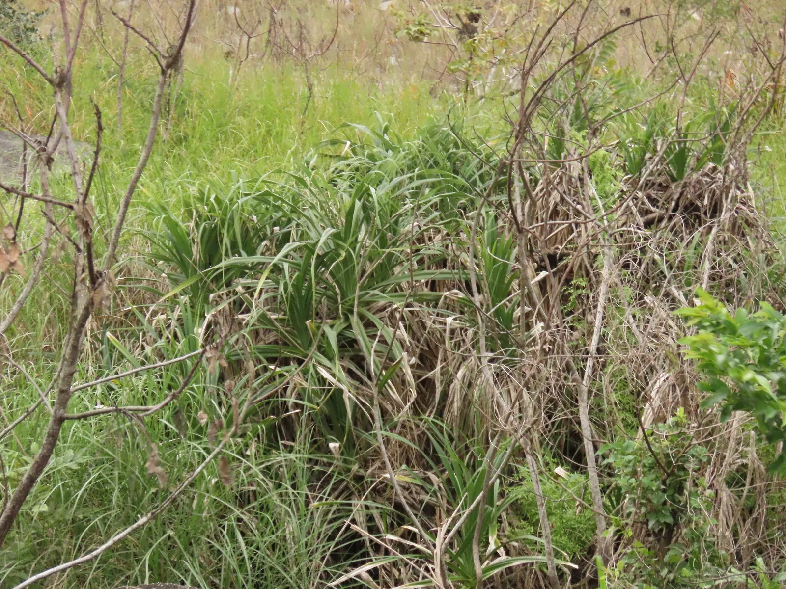 Umbrella Tree (Schefflera Actinophylla) — especially during the dry season; mature specimens can achieve a stature of 15 to 40 feet with a spread, image 144