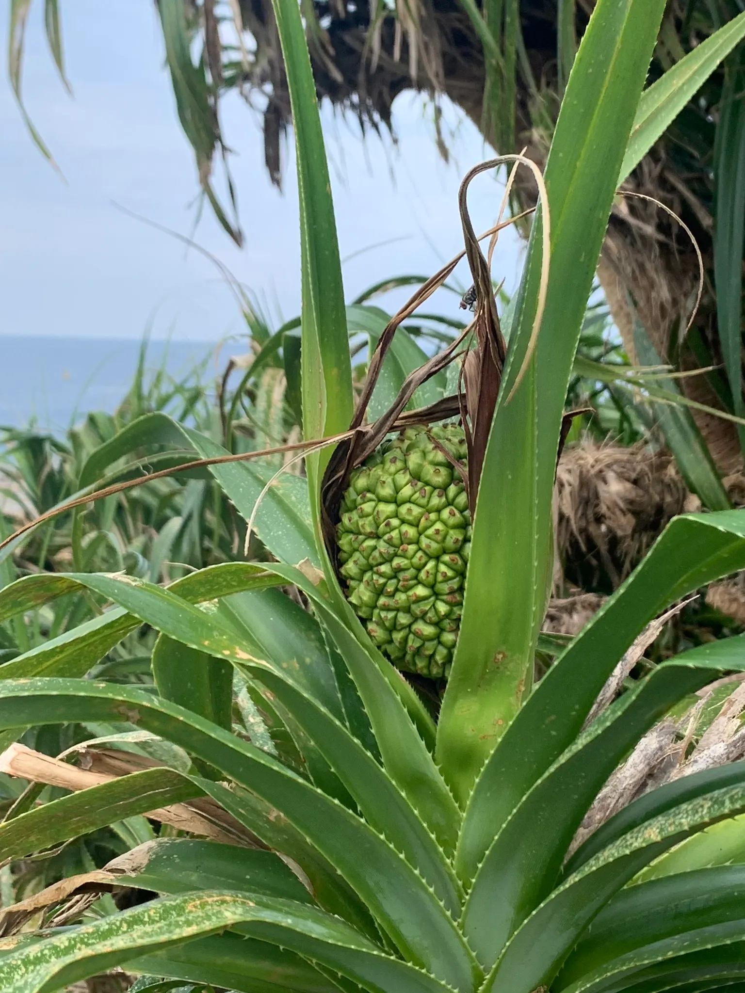 Umbrella Tree (Schefflera Actinophylla) — humid climate and should be planted in a spot that receives indirect sunlight; pruning is recommended to control its
