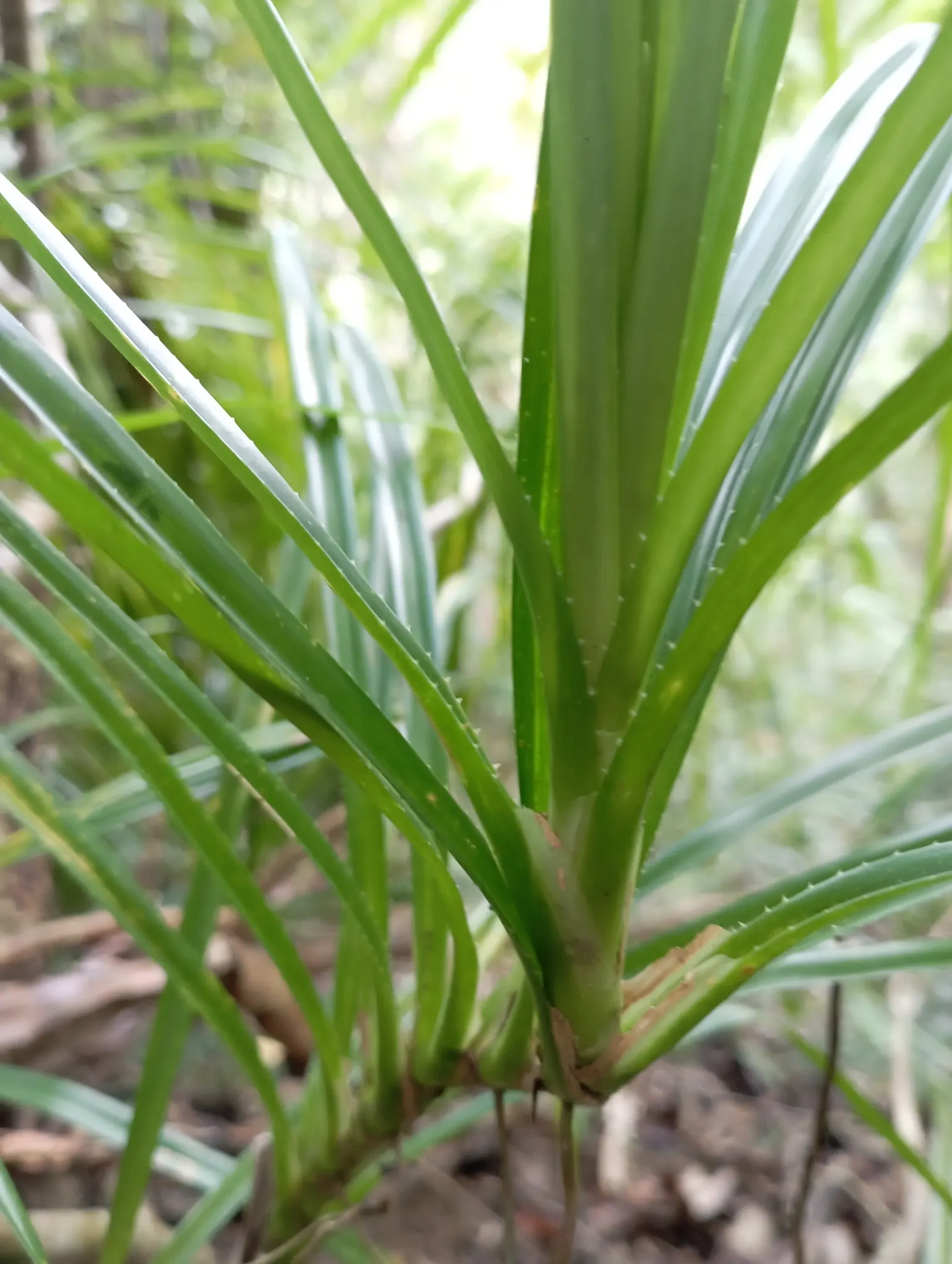 Umbrella Tree (Schefflera Actinophylla) — palmate leaves that radiate from its central stem like the spokes of an umbrella; verdant, image 71