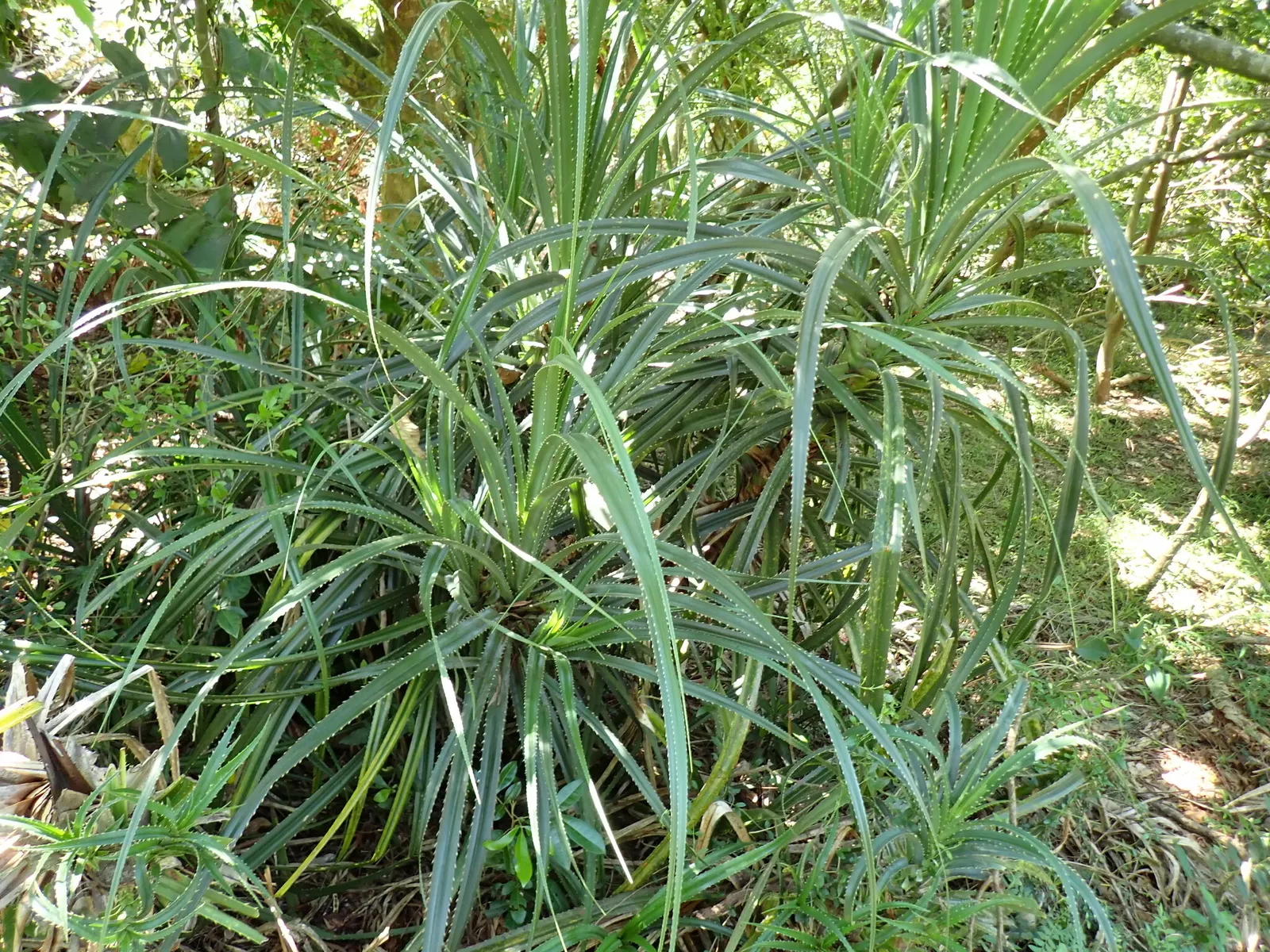 Umbrella Tree (Schefflera Actinophylla) — commonly known as the Umbrella Tree; regular watering is crucial, image 128