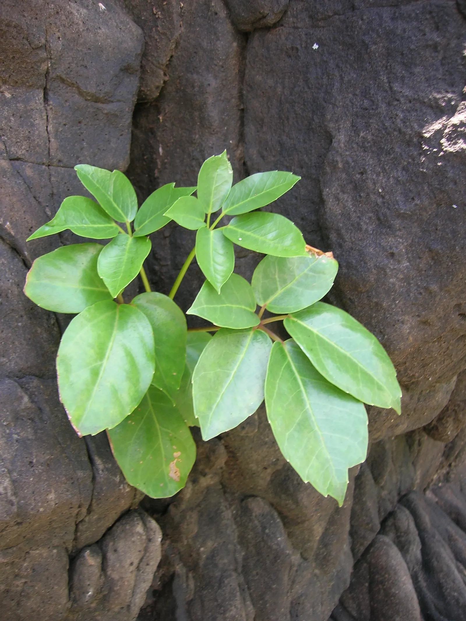 Umbrella Tree (Schefflera Actinophylla) — Pruning is recommended to control its size and encourage a more bushy shape if desired; shrub with red, image 146